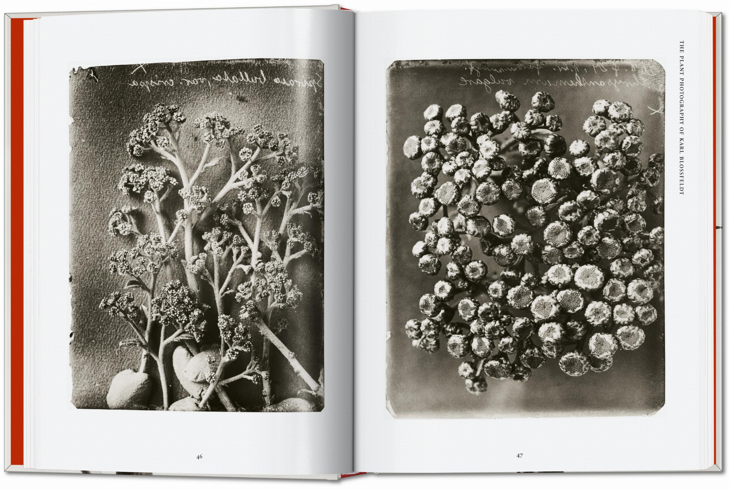 Karl Blossfeldt. The Complete Published Work. 45th Ed. (German, French, English)