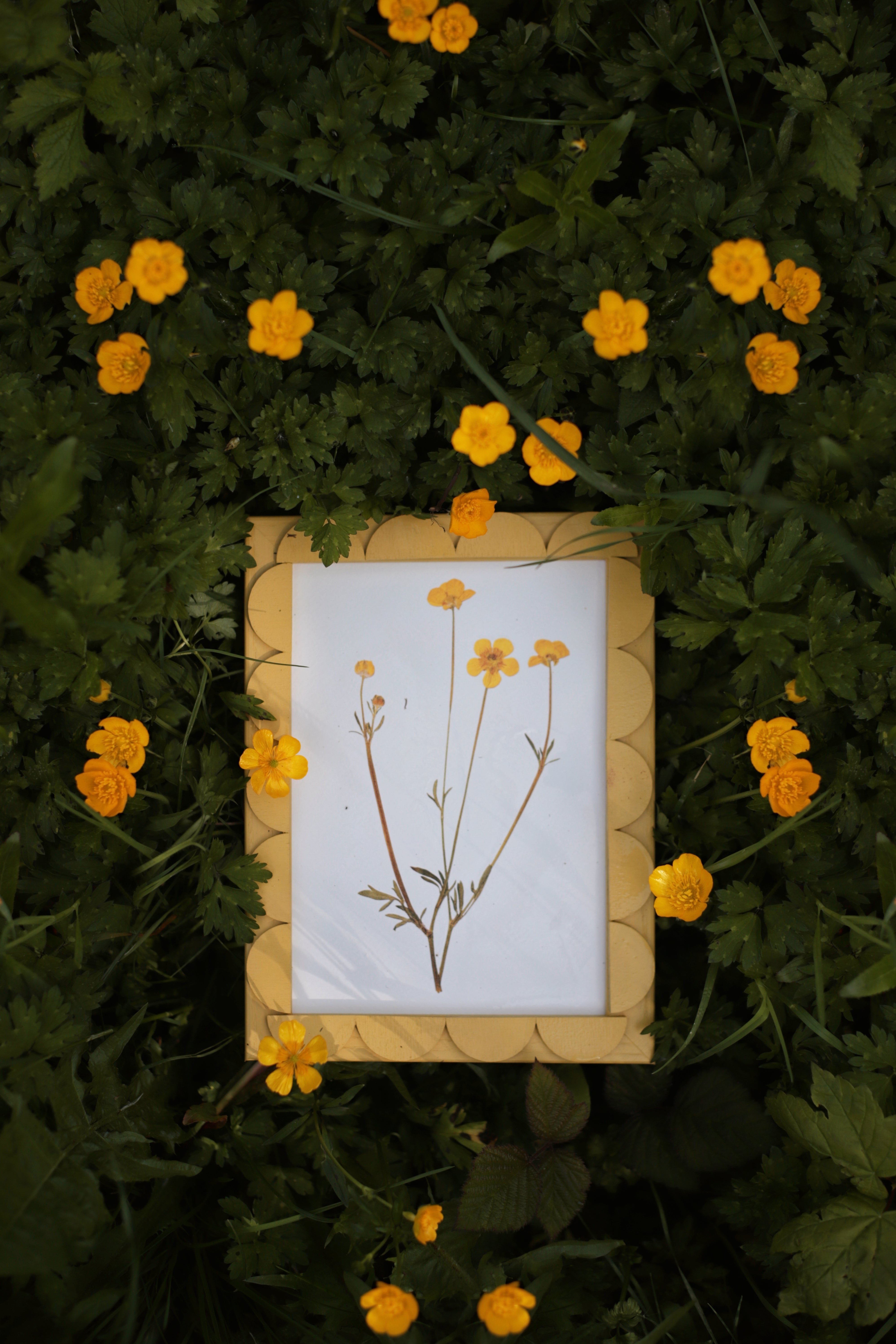 Citrine Stained Scallop Frame