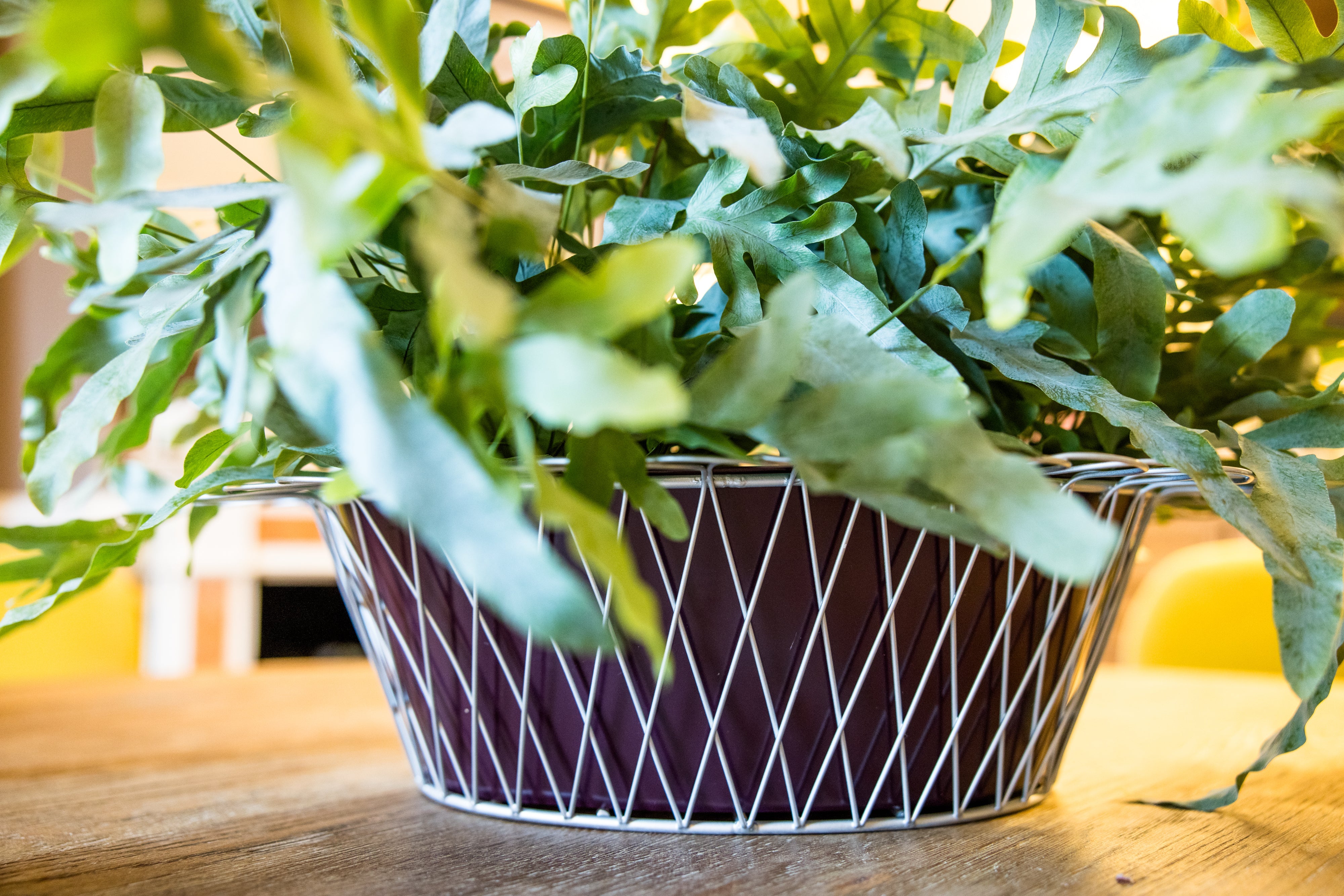 Wire Basket Planter | Aubergine & Silver