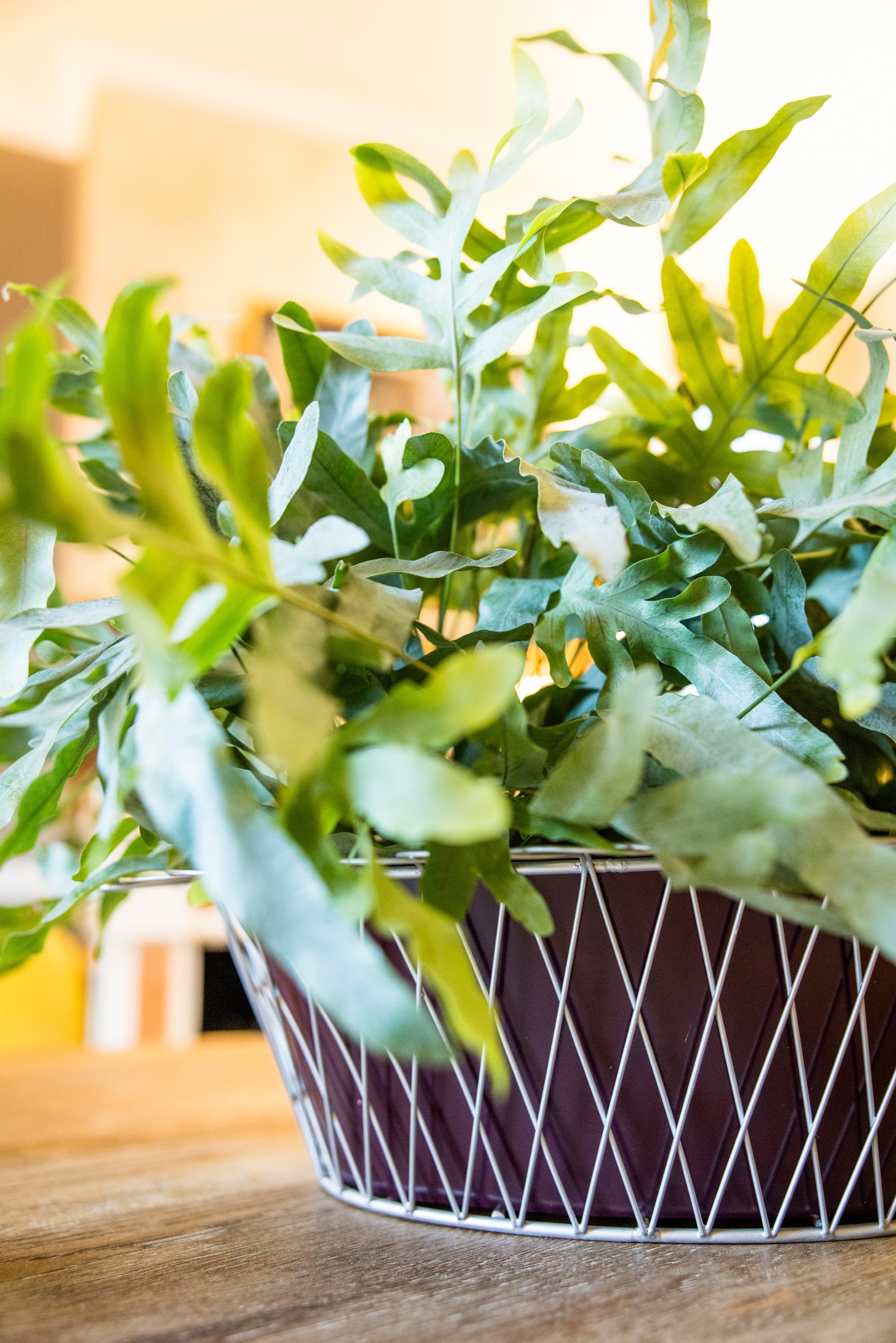 Wire Basket Planter | Aubergine & Silver