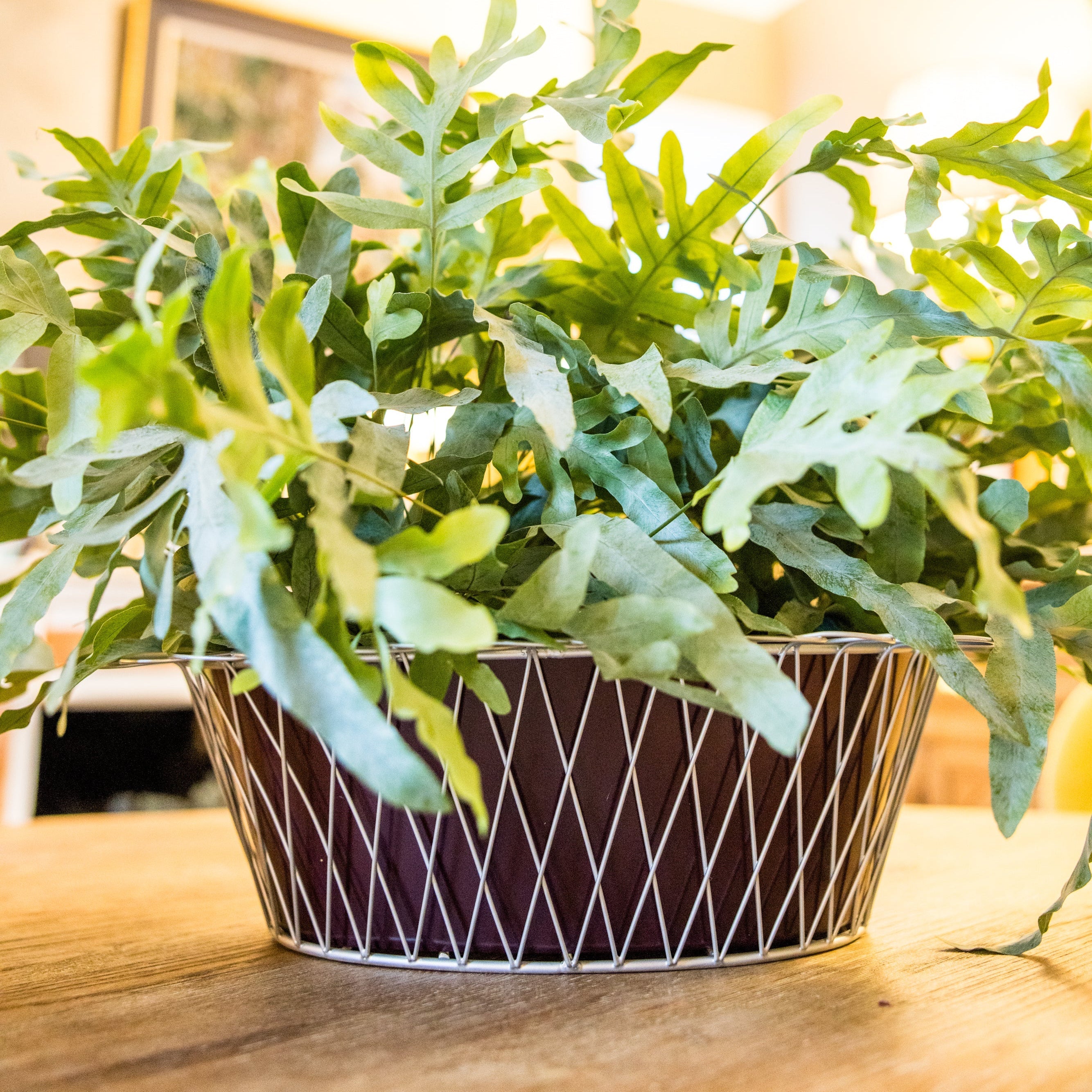 Wire Basket Planter | Aubergine & Silver