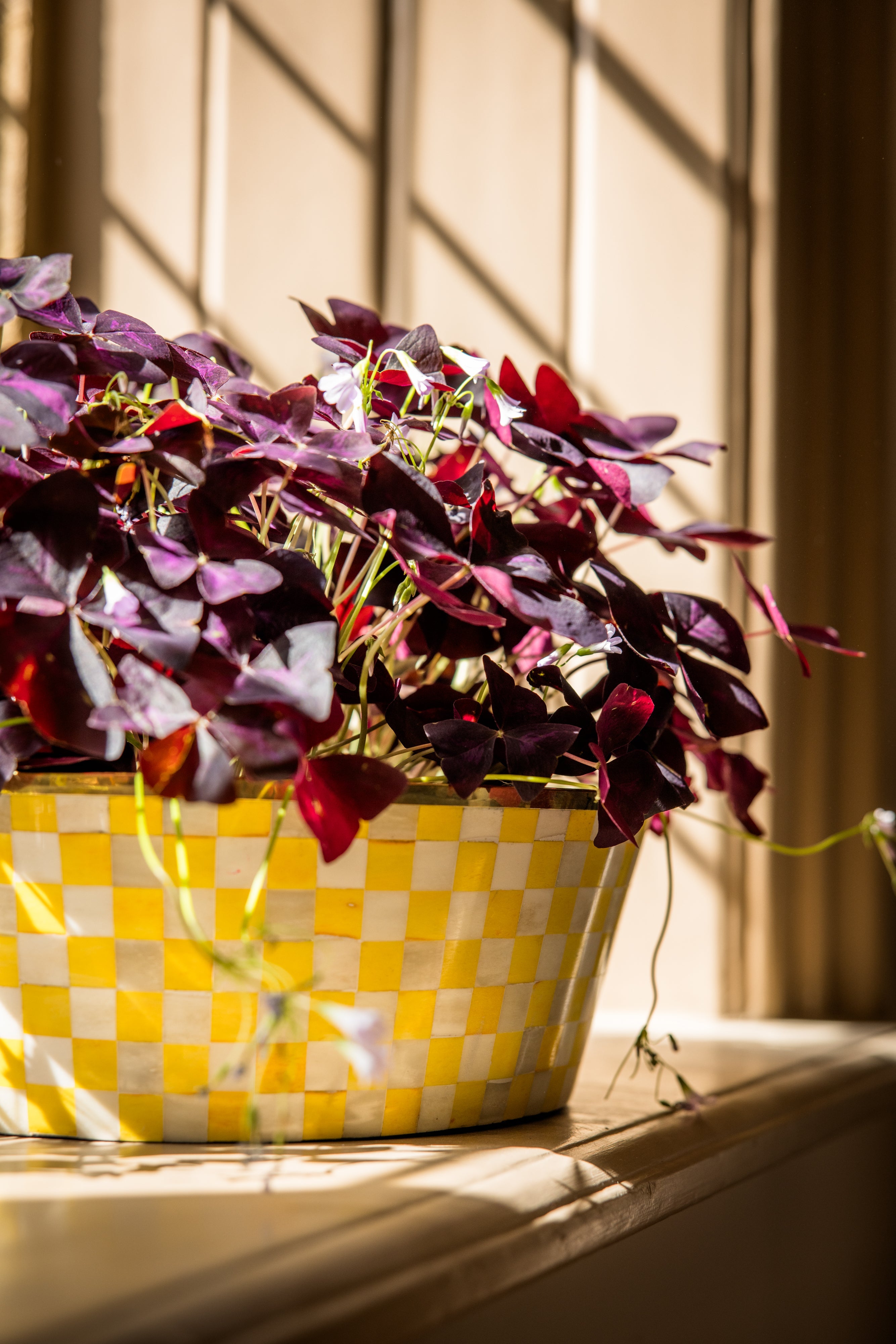 Round Inlay Planter | Large |Yellow | Chequered