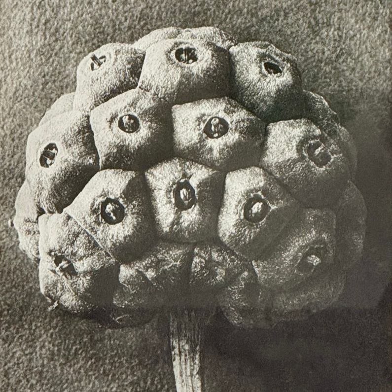 Karl Blossfeldt: Dogwood Photogravure