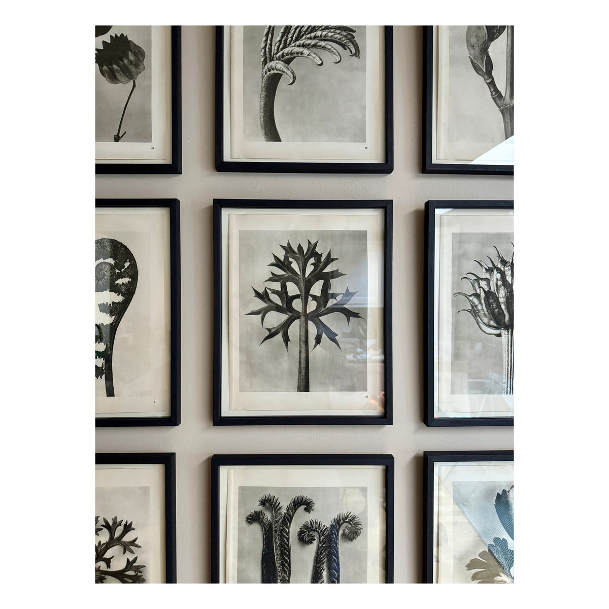 KARL BLOSSFELDT: ERYNGO