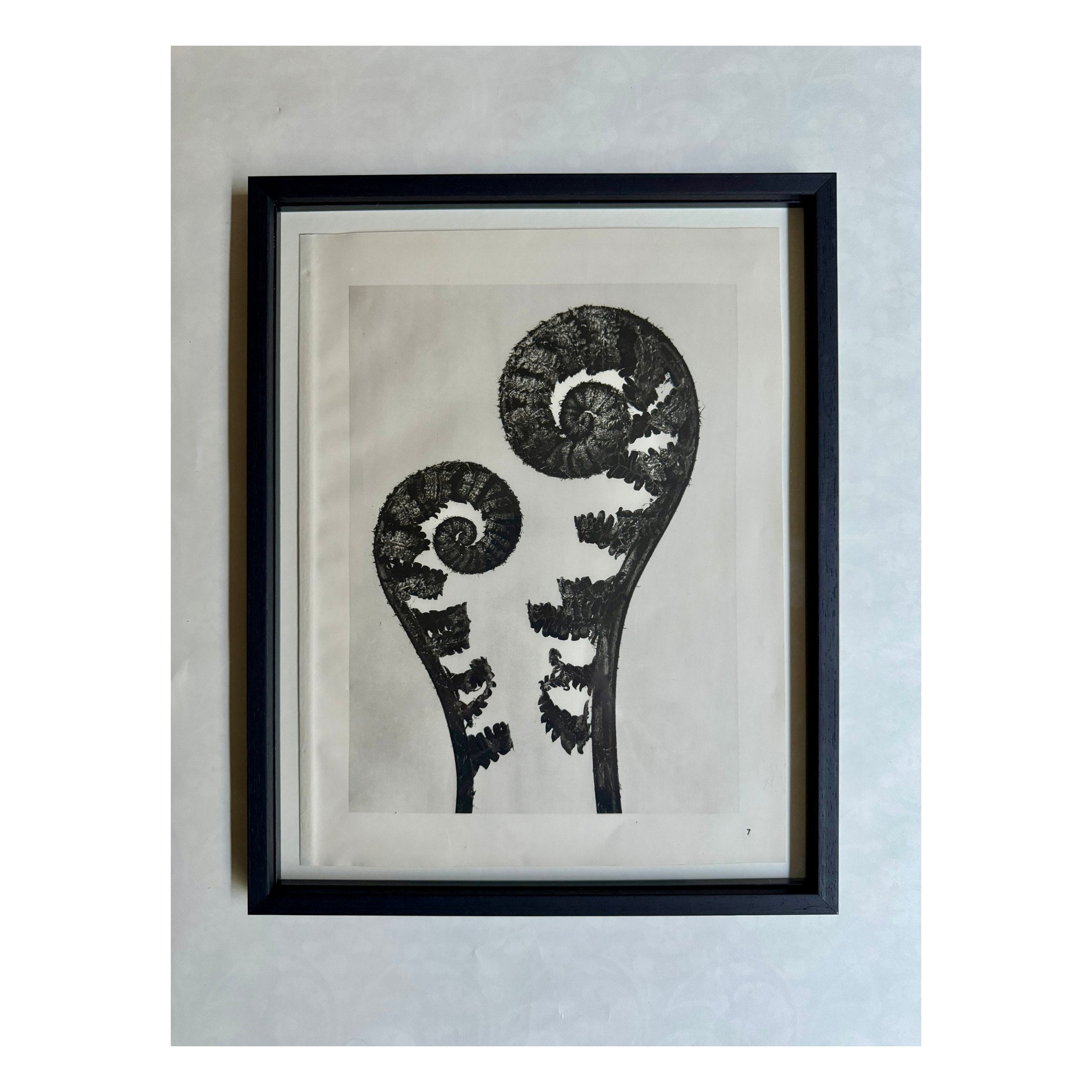 Young Fern Photogravure by Karl Blossfeldt