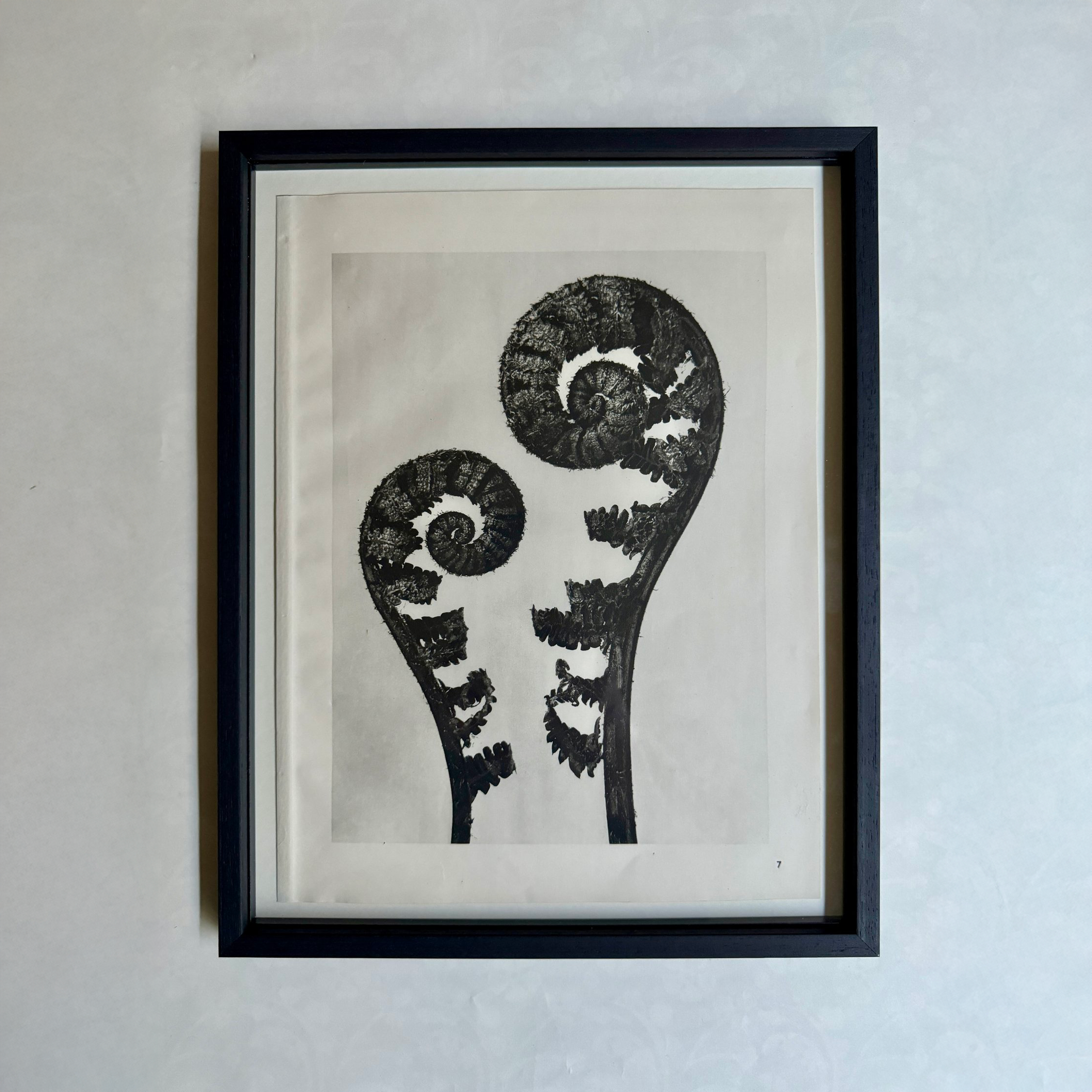 Young Fern Photogravure by Karl Blossfeldt