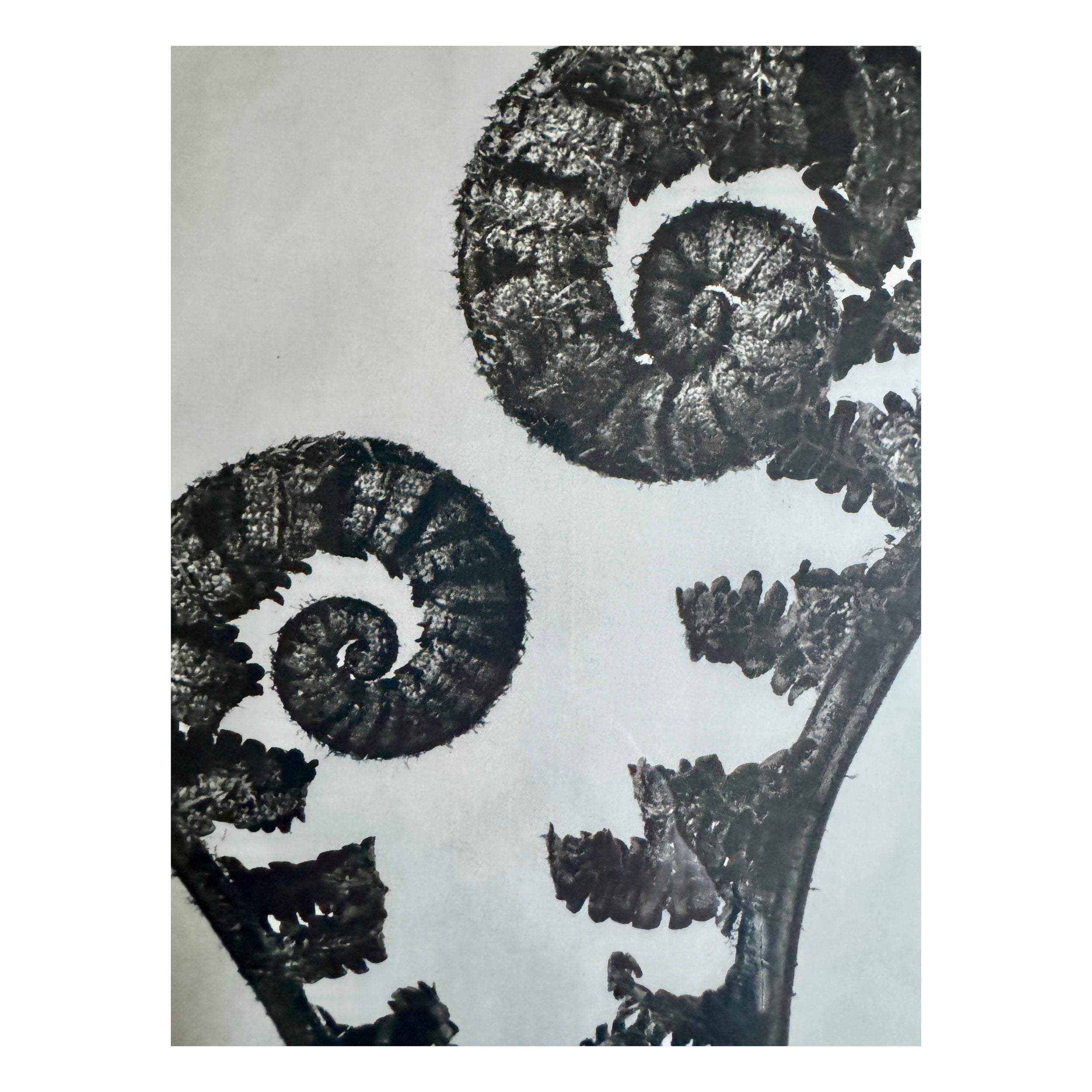 Young Fern Photogravure by Karl Blossfeldt