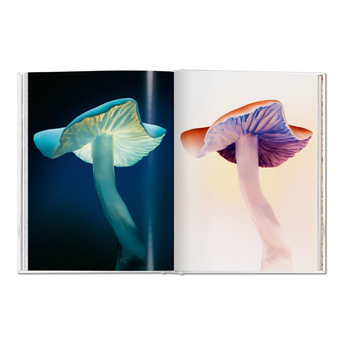 The Gourmand's Mushroom. A Collection of Stories and Recipes