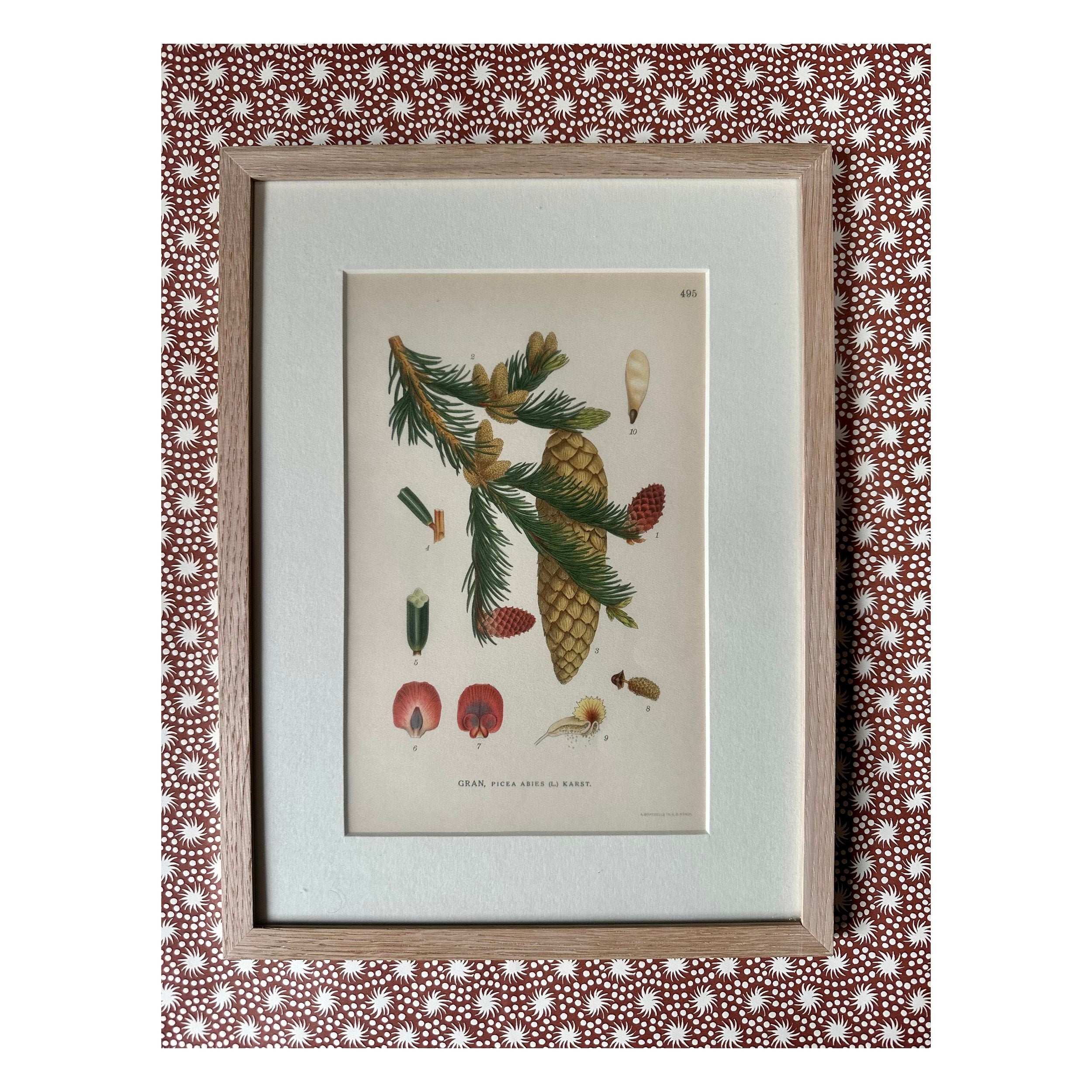 BOTANICALS / GREEN & RED