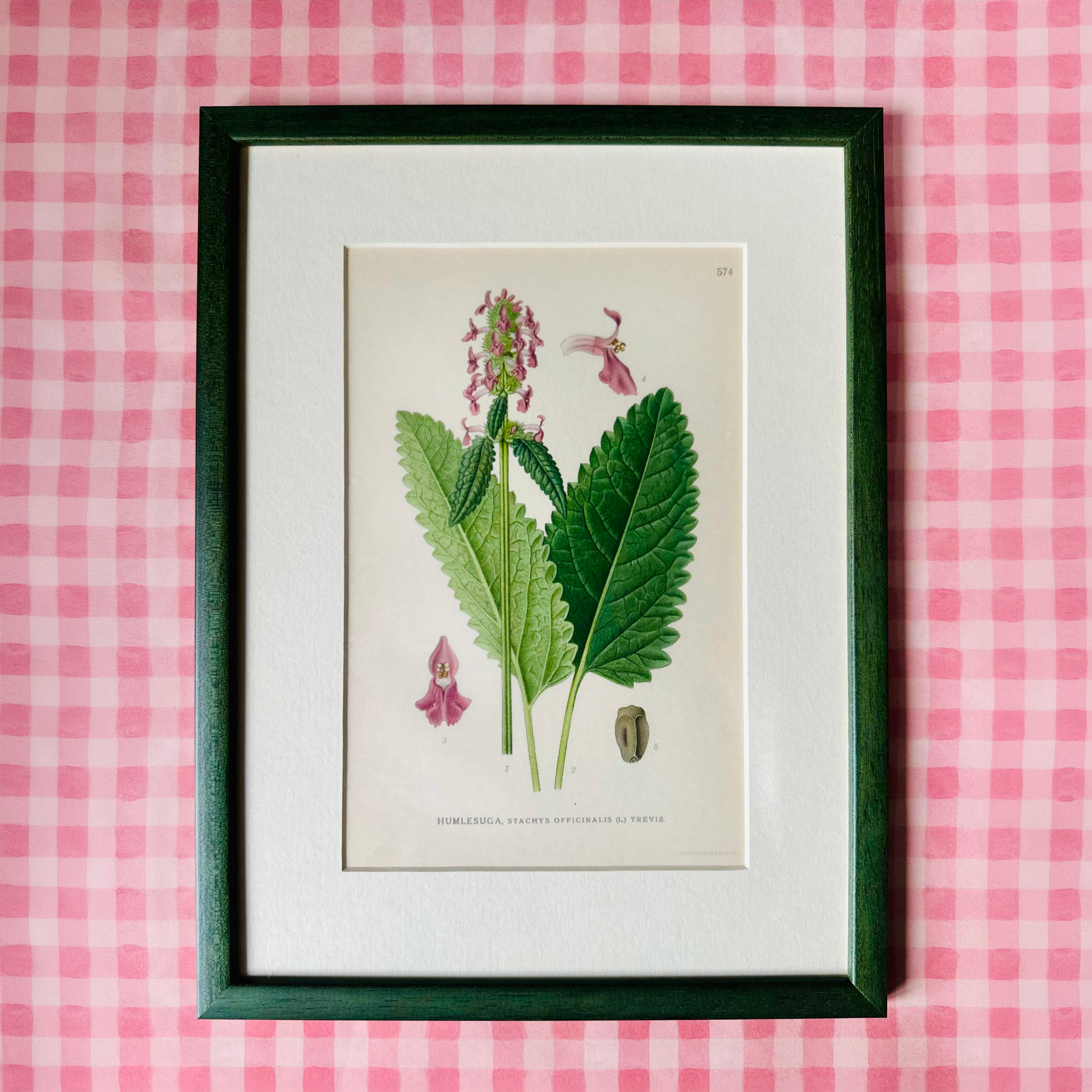 Mix of Vintage Botanical Prints in Pink