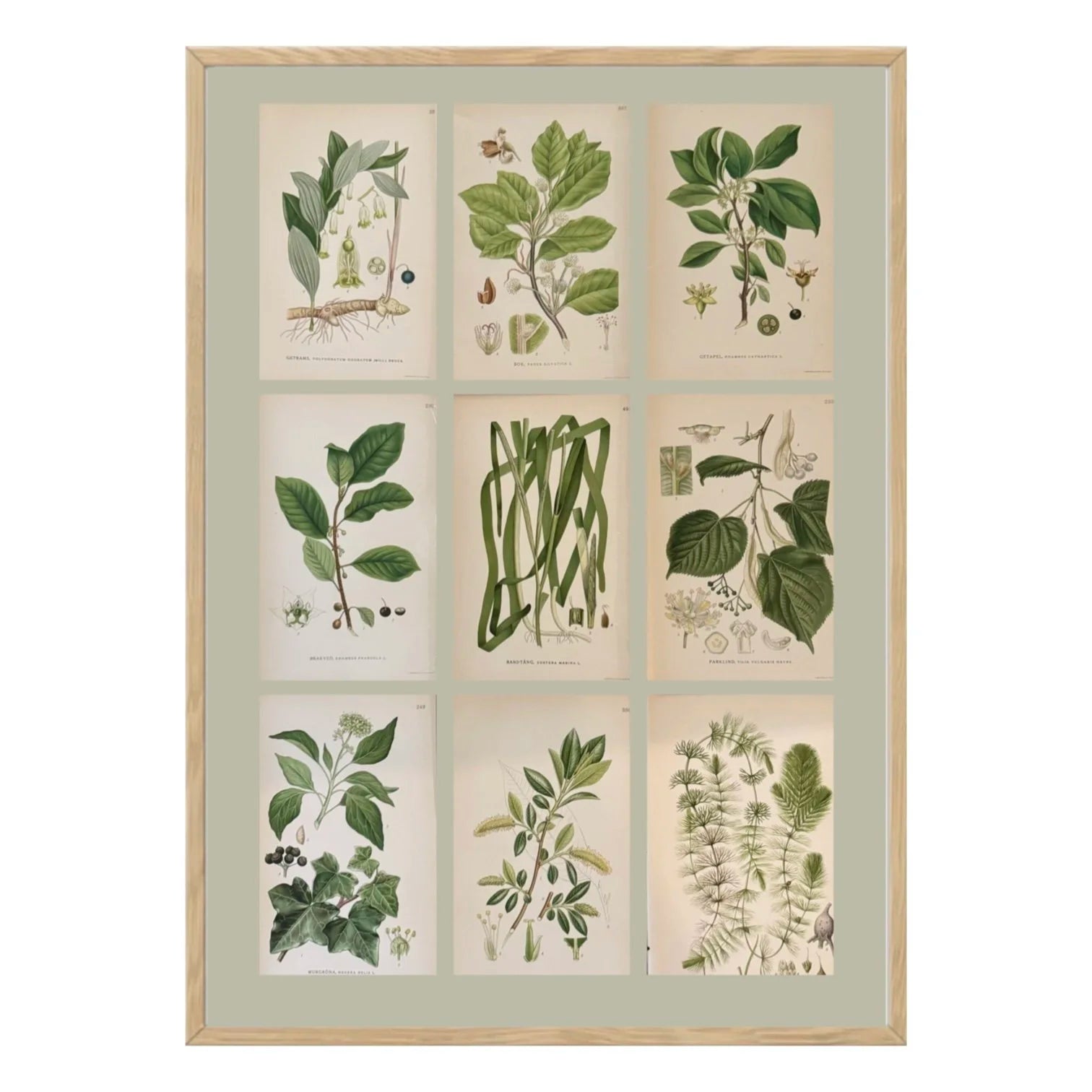 SET OF NINE BOTANICALS