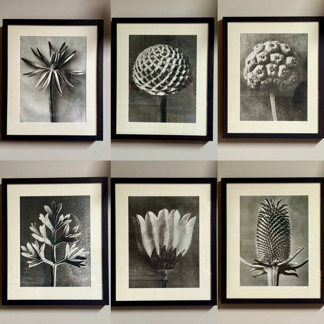 Karl Blossfeldt: Dogwood Photogravure
