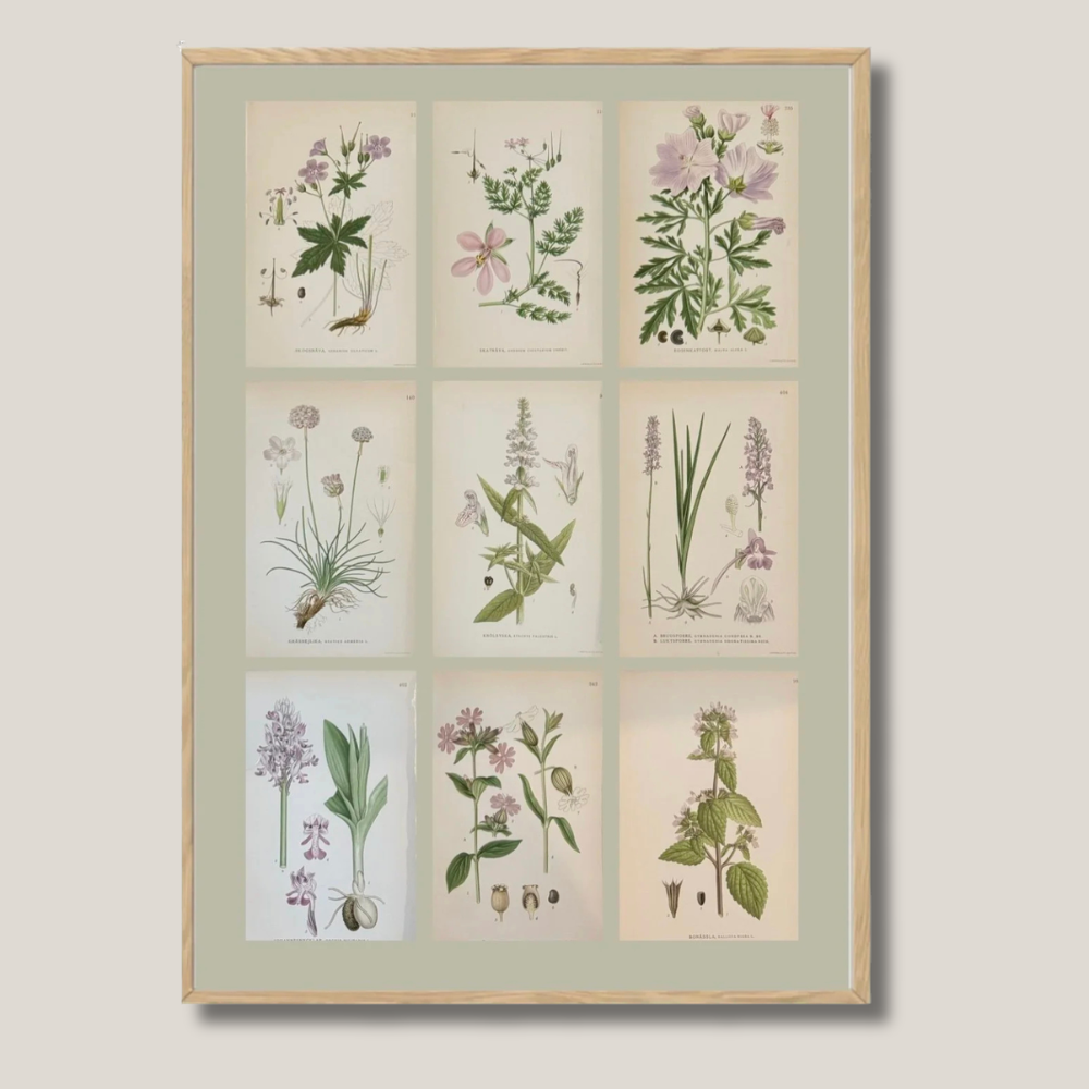 Framed Set of Nine Botanicals