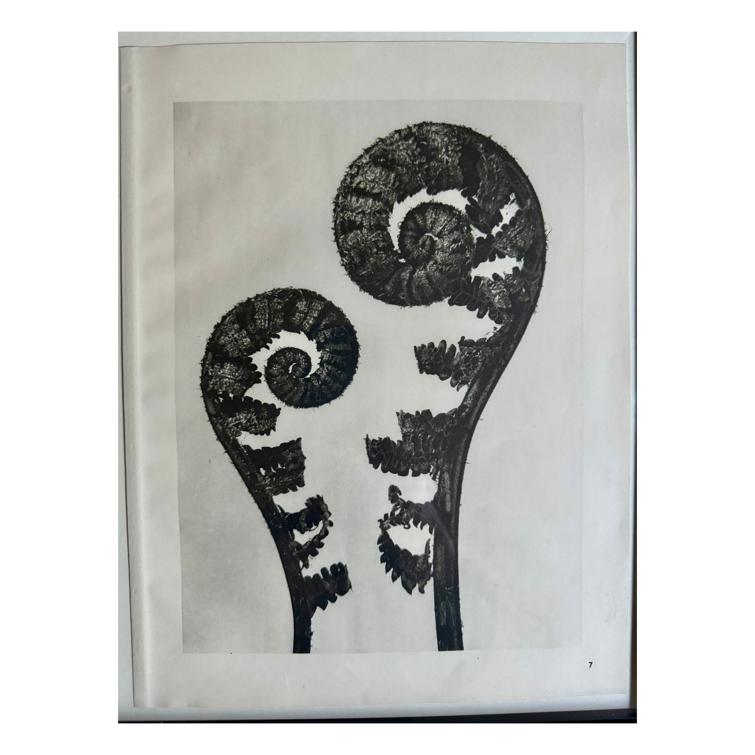 Young Fern Photogravure by Karl Blossfeldt