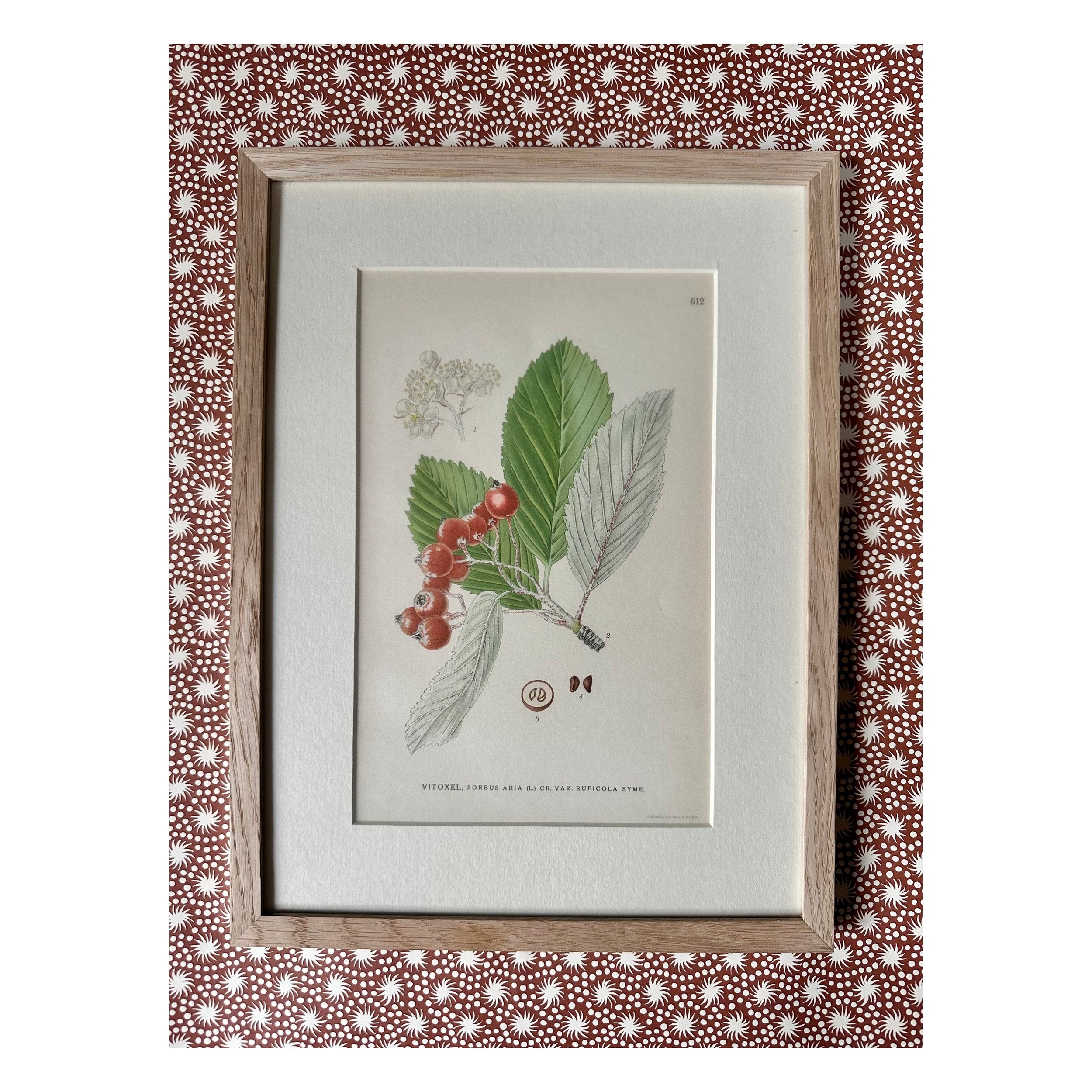 BOTANICALS / GREEN & RED