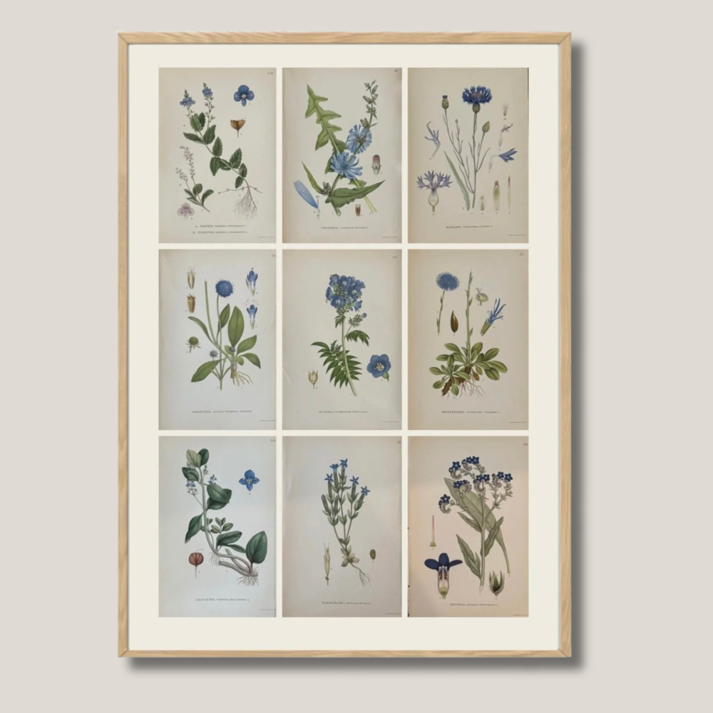 Framed Set of Nine Botanicals