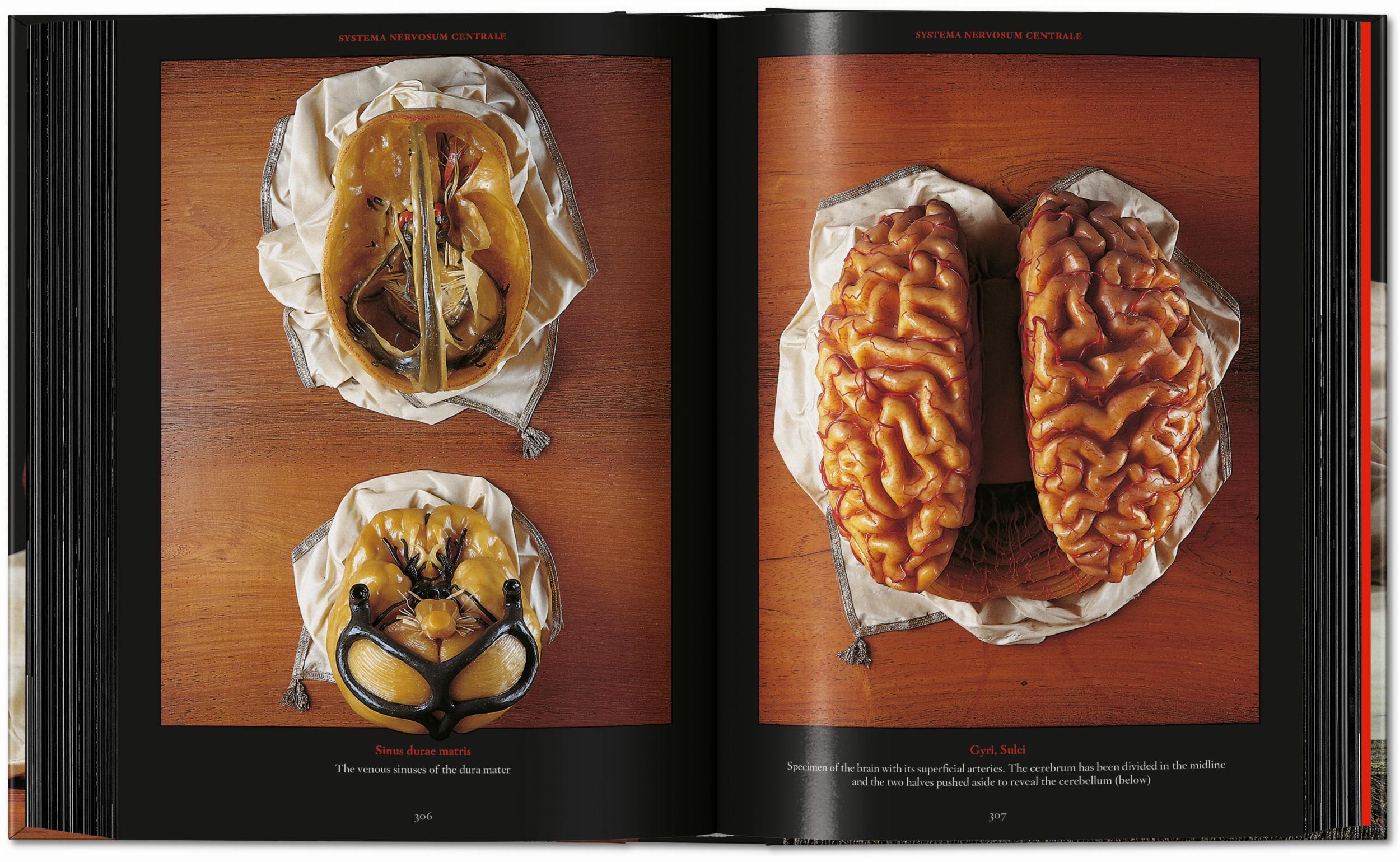 Anatomical Waxes. 45th Ed. (German, French, English)