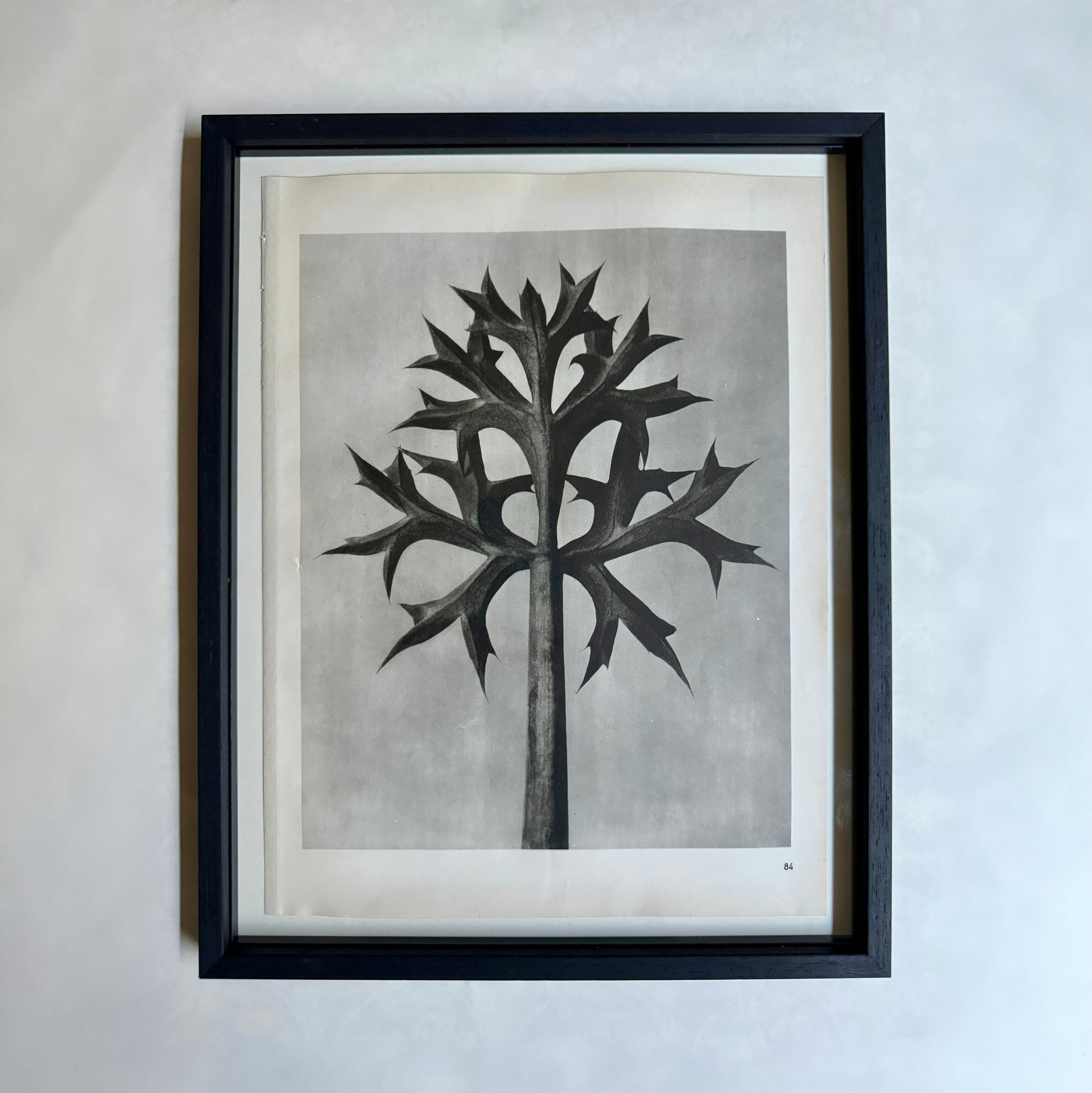 Eryngo Photogravure by Karl Blossfeldt