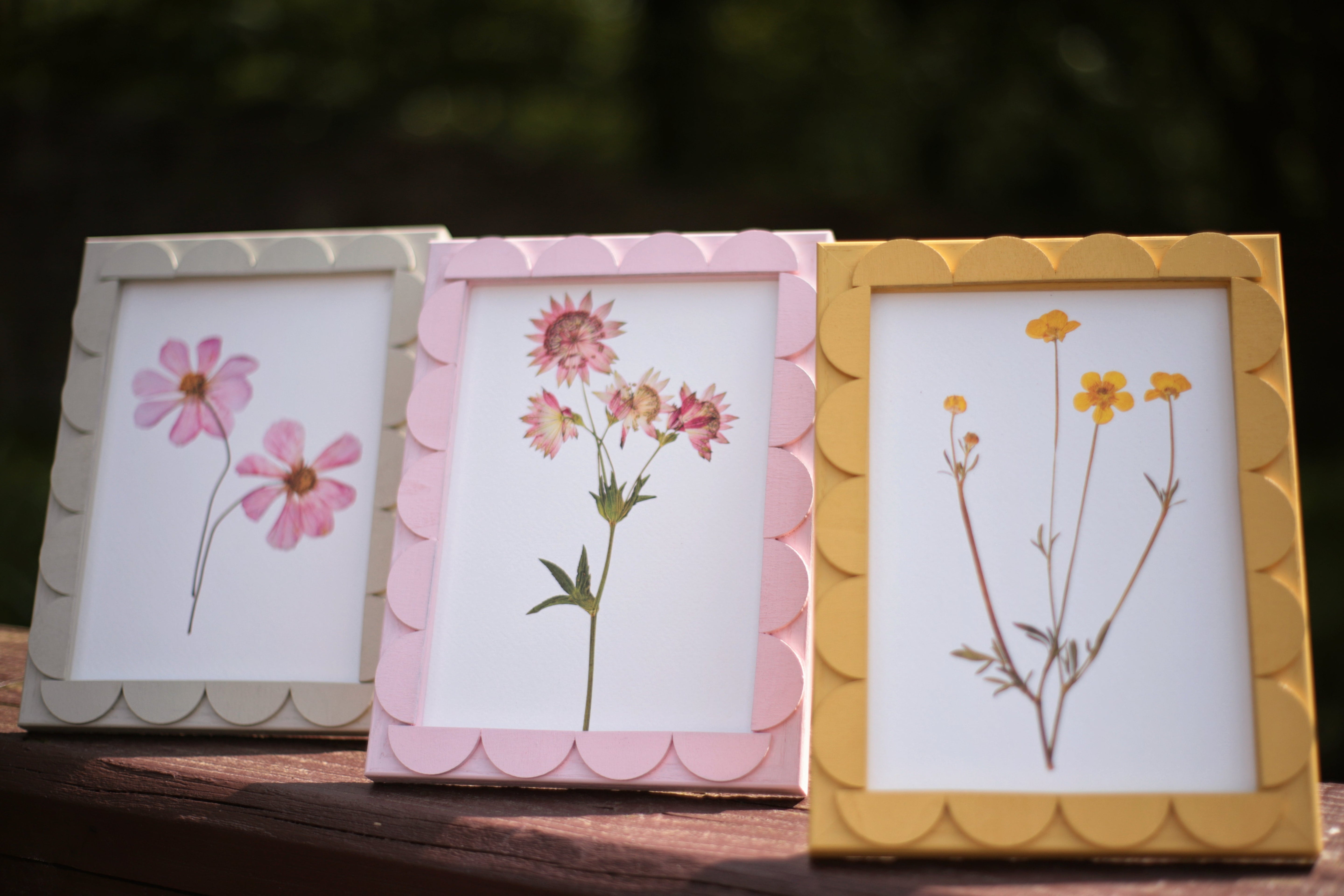 Peony Stained Scallop Frame