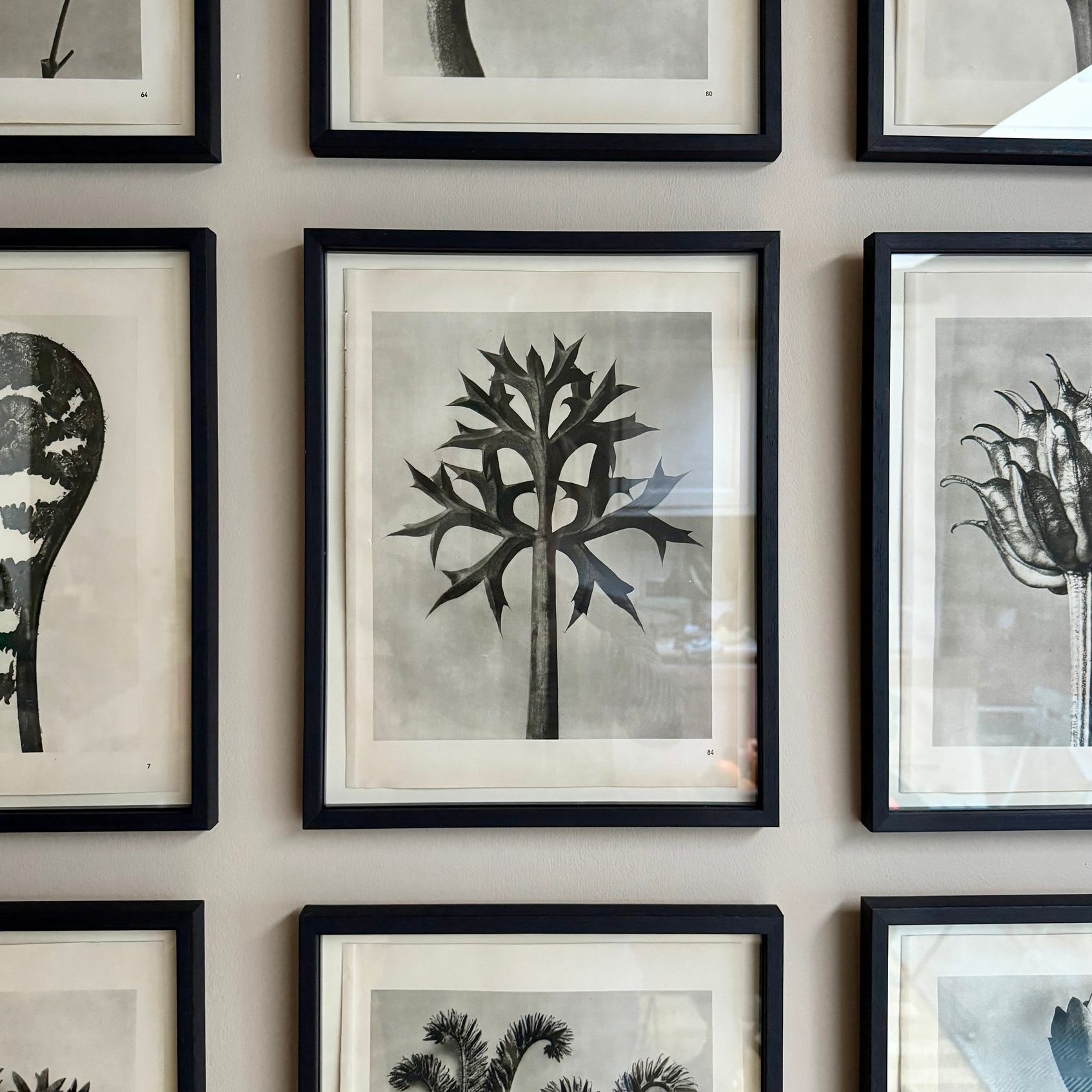 Eryngo Photogravure by Karl Blossfeldt