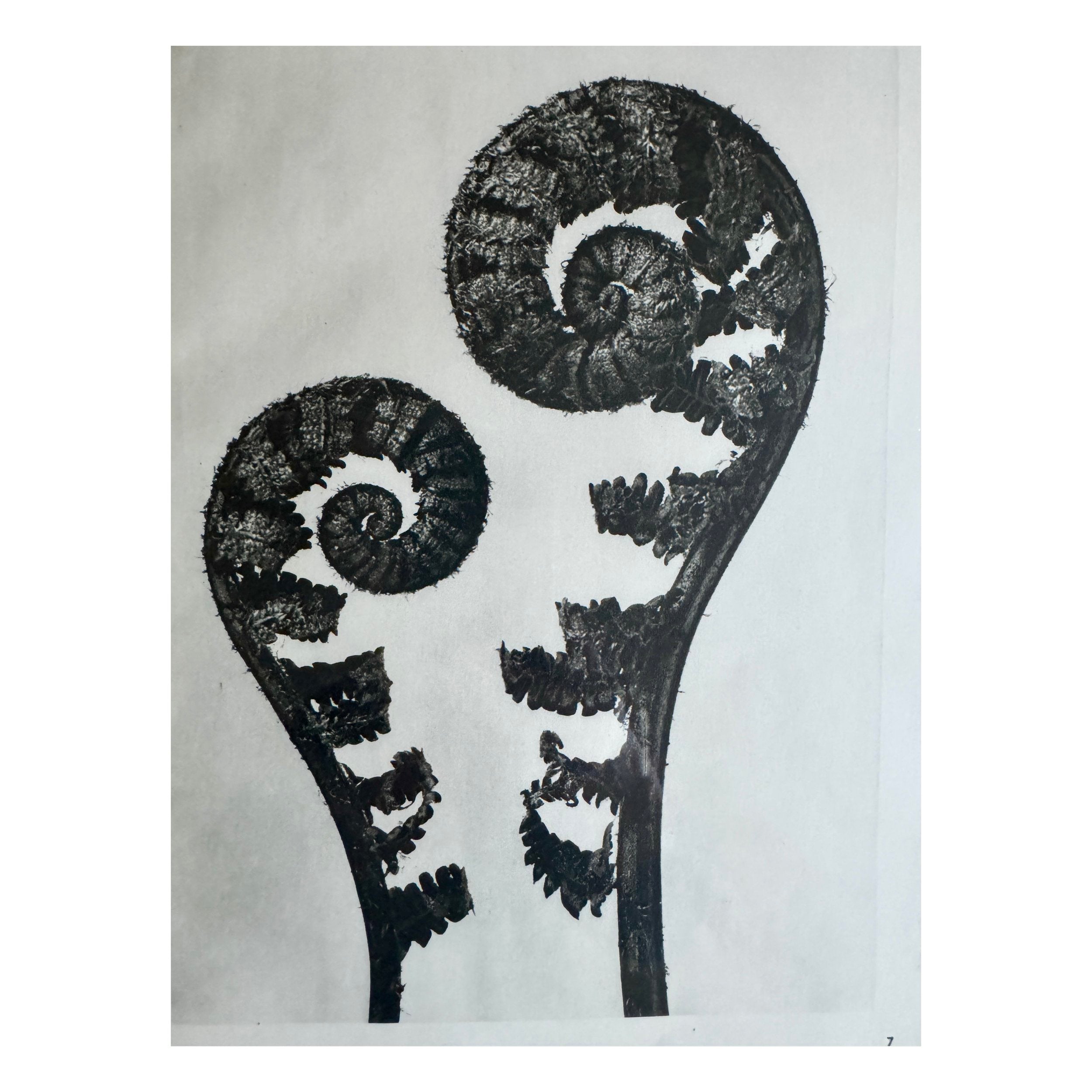 Young Fern Photogravure by Karl Blossfeldt