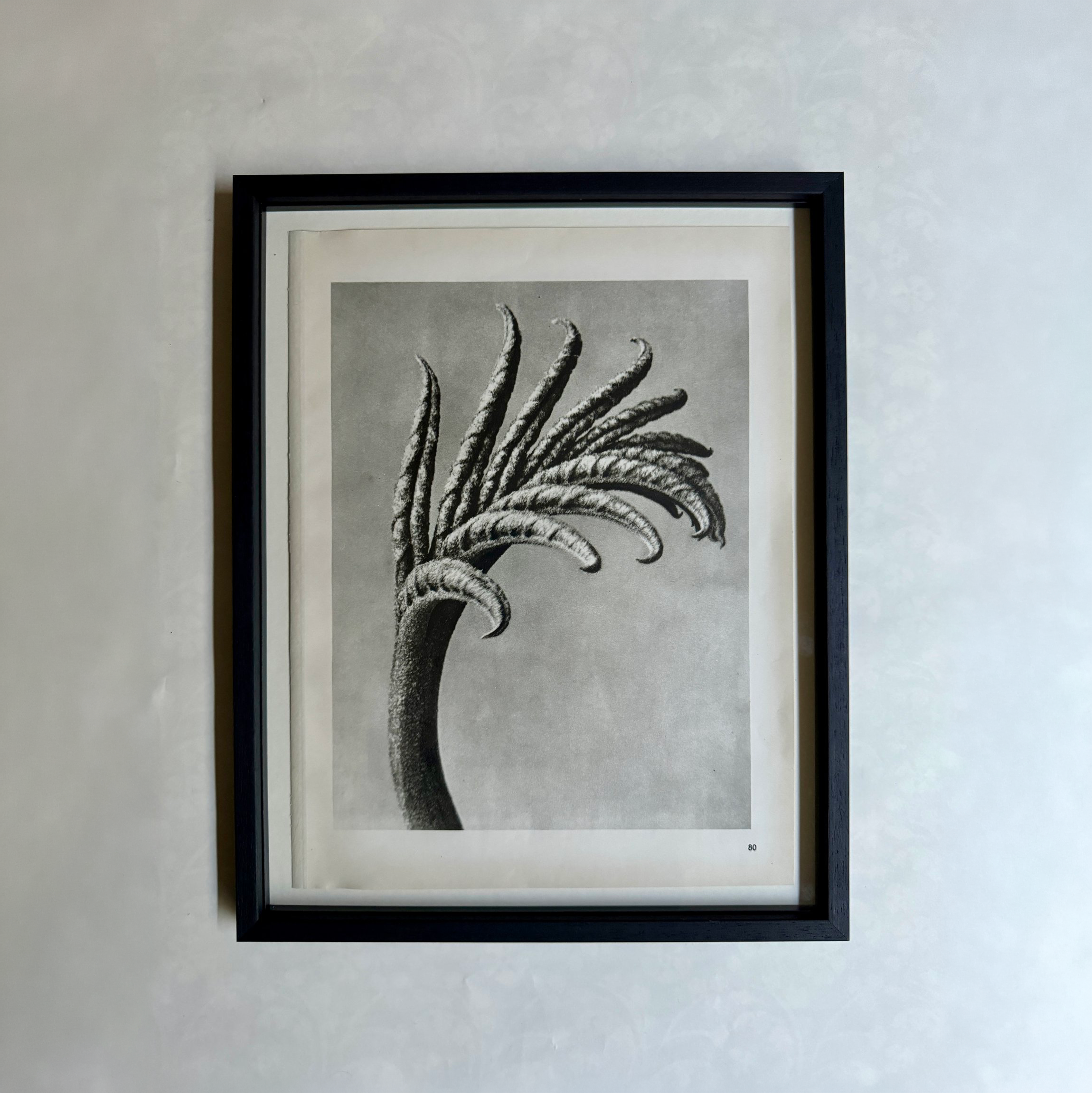 Wingnut Photogravure by Karl Blossfeldt