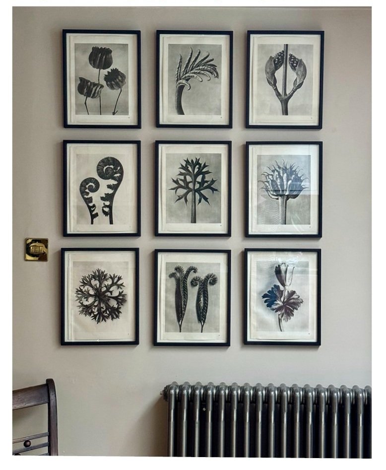 Young Fern Photogravure by Karl Blossfeldt