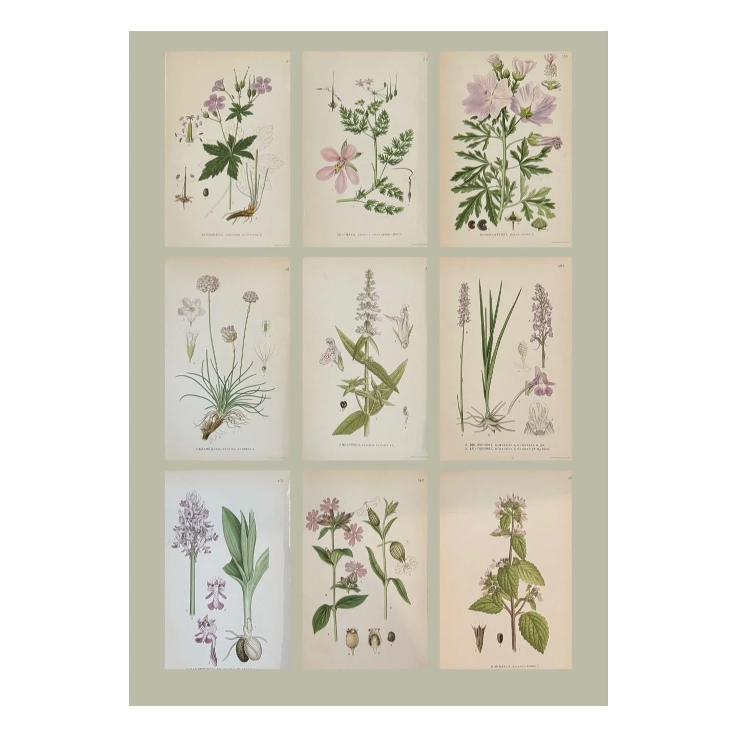 SET OF NINE BOTANICALS