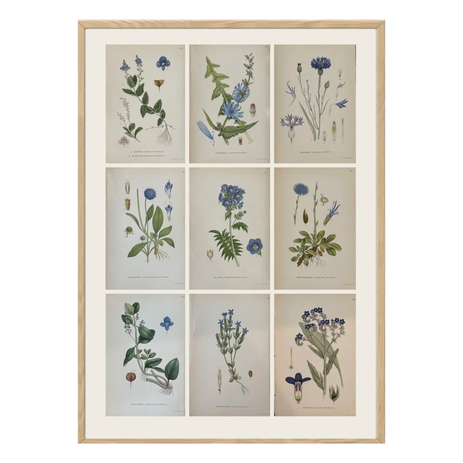 SET OF NINE BOTANICALS