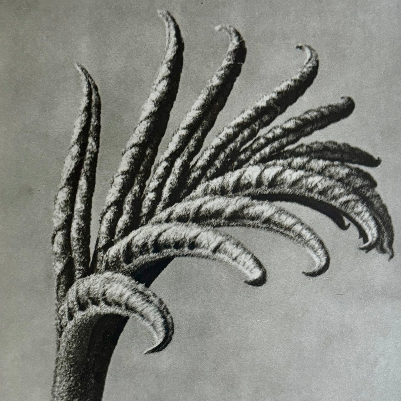 Wingnut Photogravure by Karl Blossfeldt