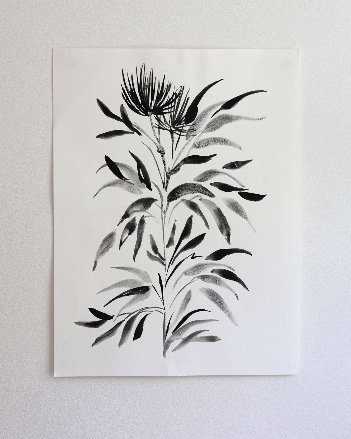 Black Botanical