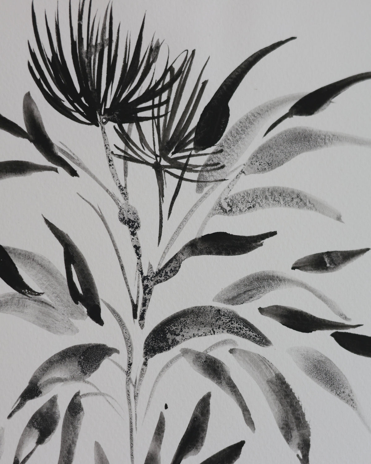 Black Botanical