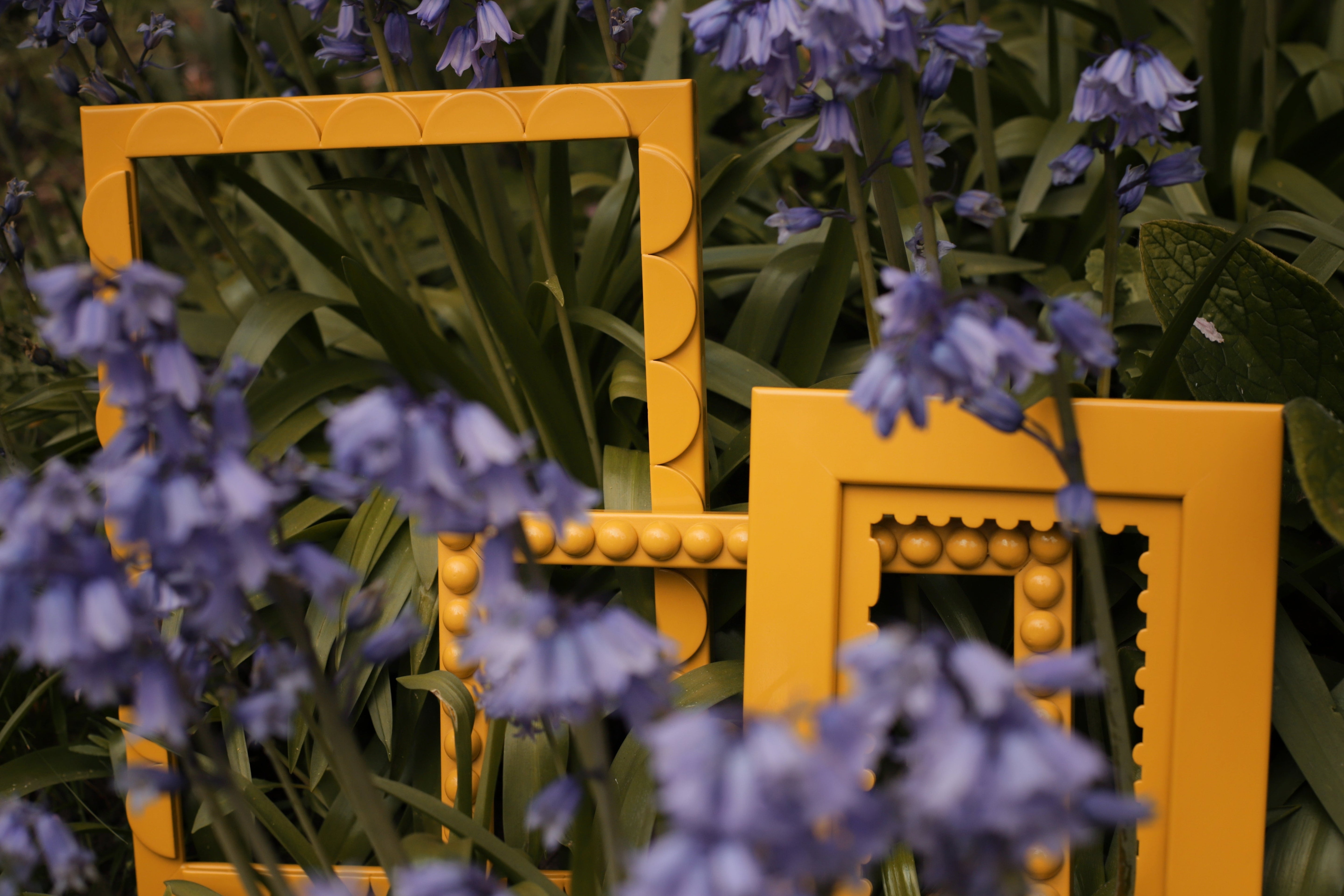Mimosa Lacquered Scallop Frame