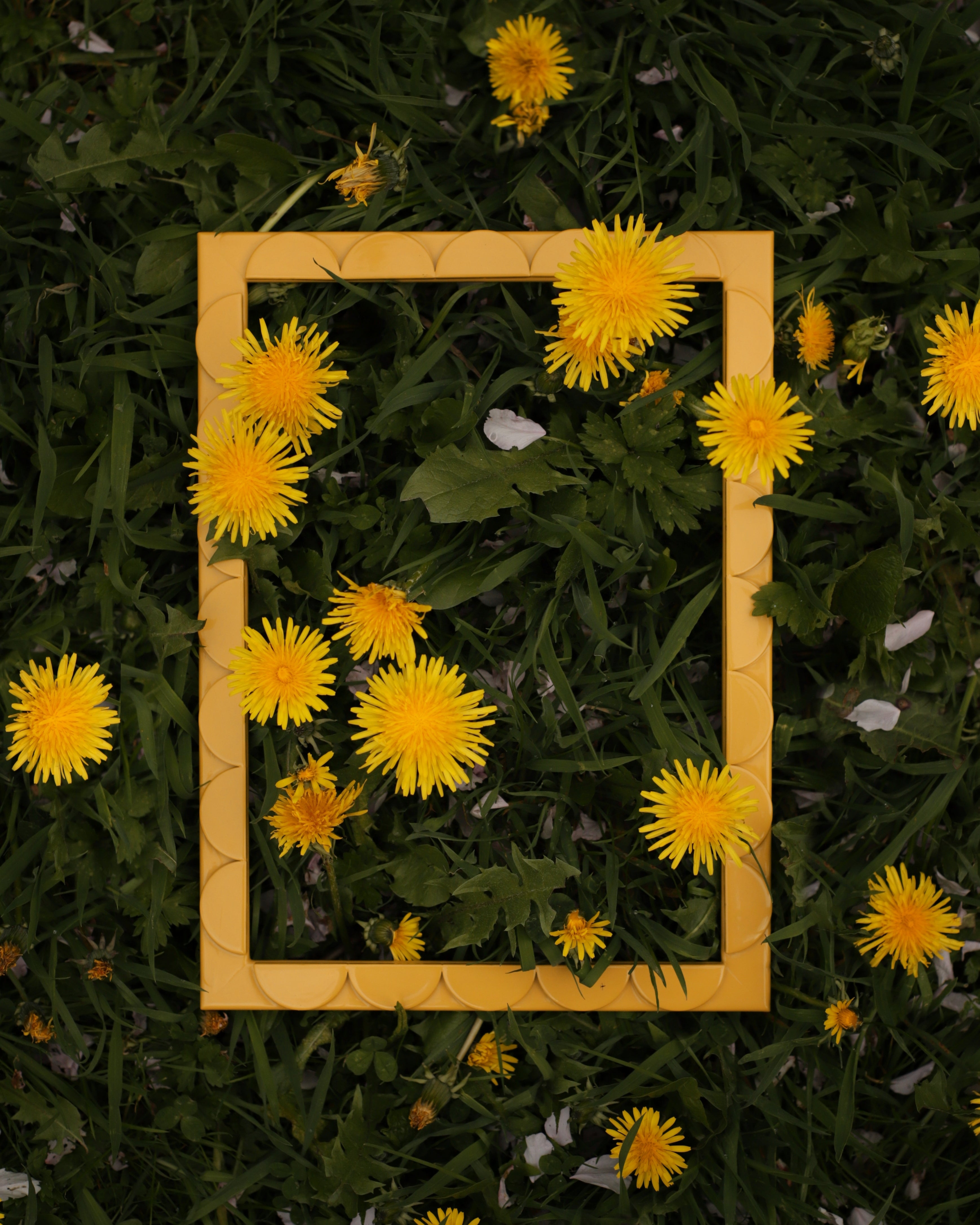 Mimosa Lacquered Scallop Frame