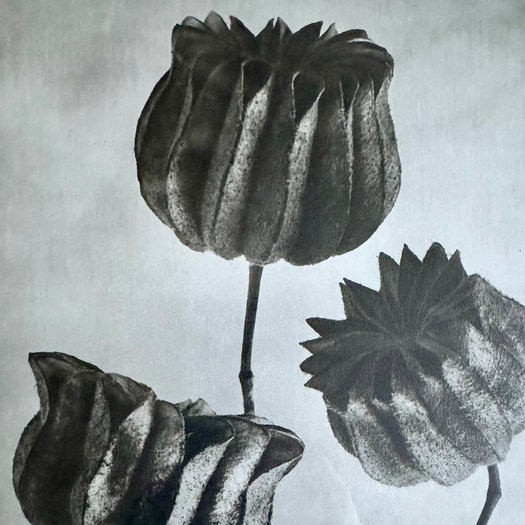 Mallow Photogravure by Karl Blossfeldt