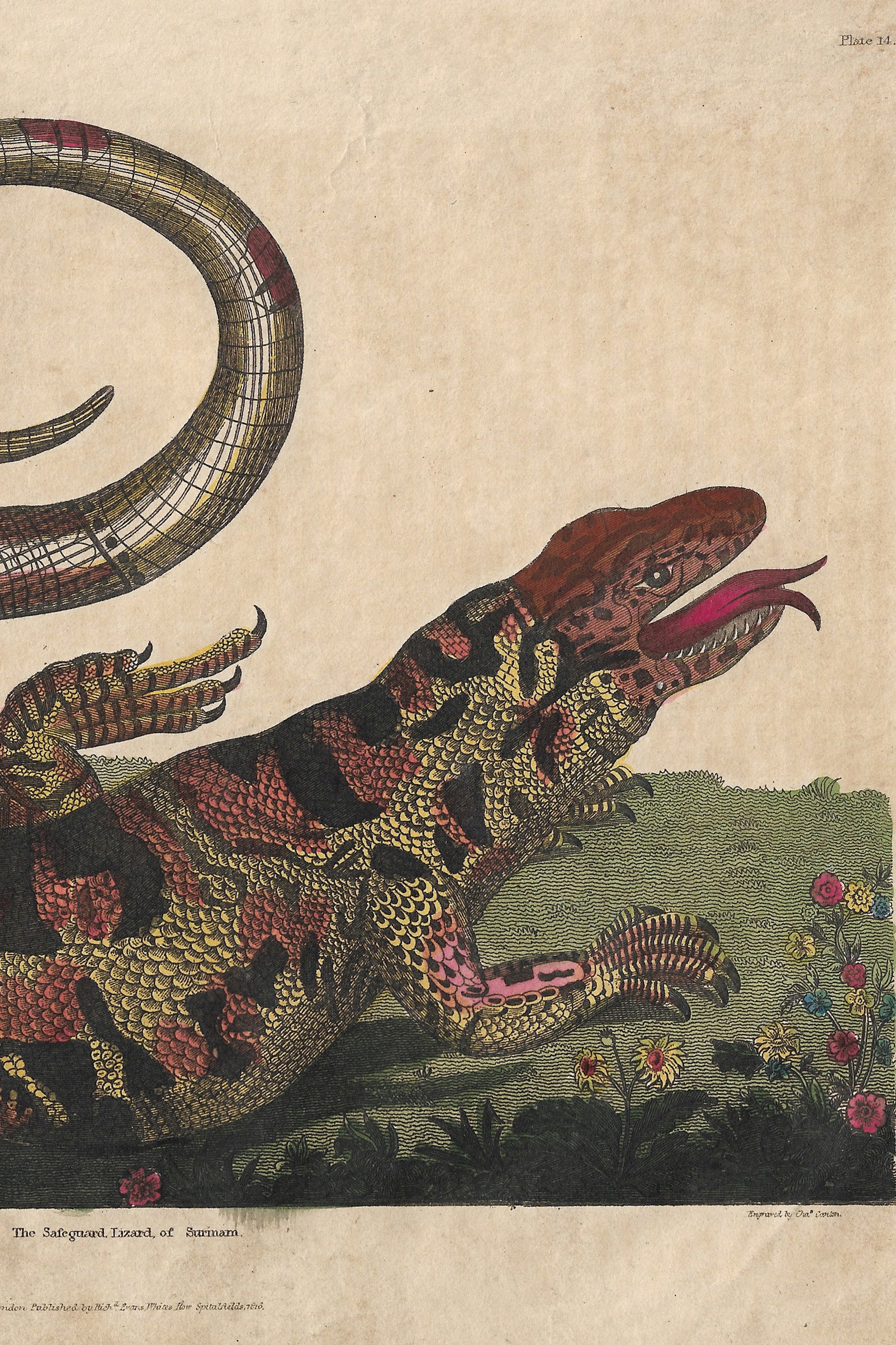 Buffon No.14 Igneus