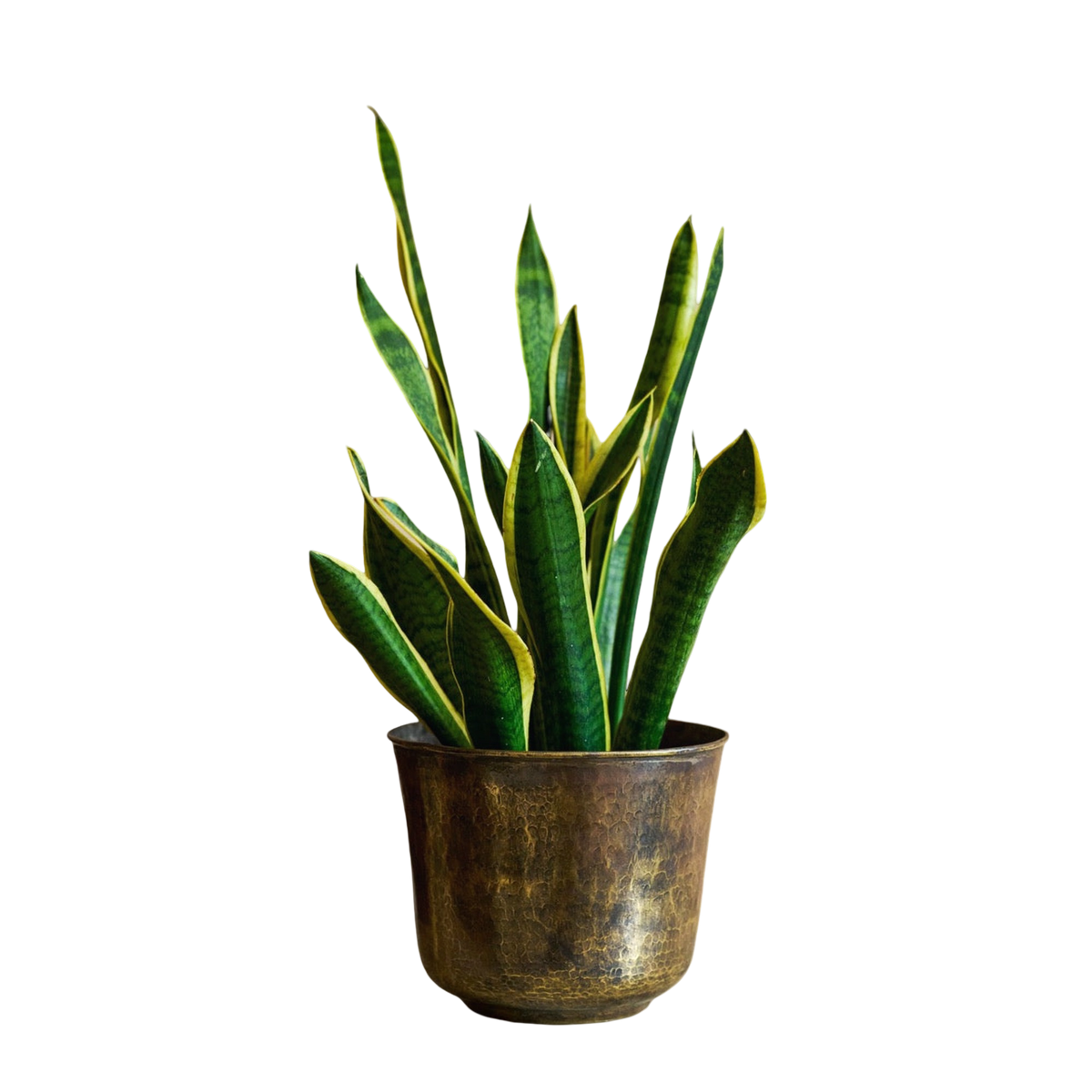 Golden Trumpet Brass Planter