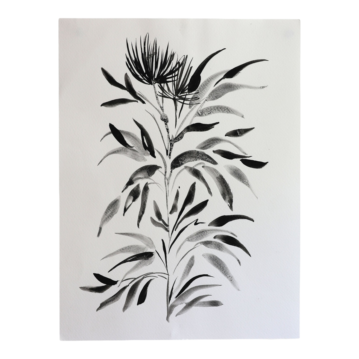 Black Botanical