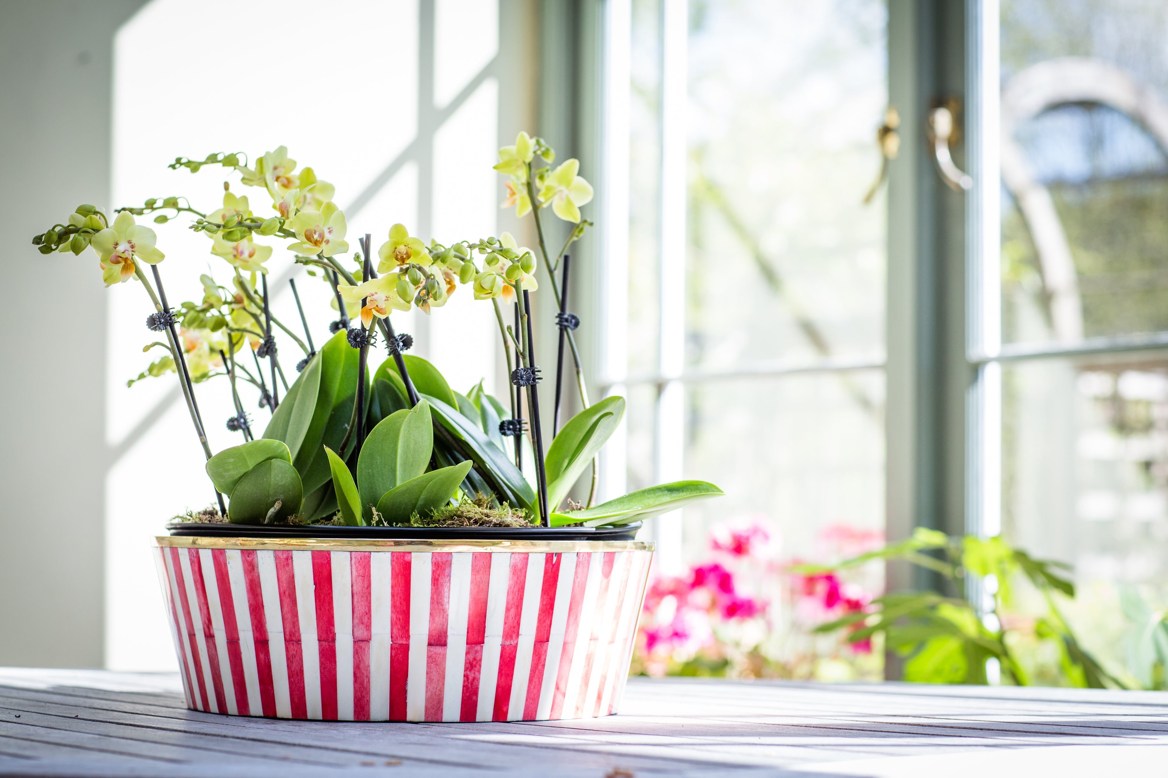 Round Inlay Planter | Large | Red | Striped