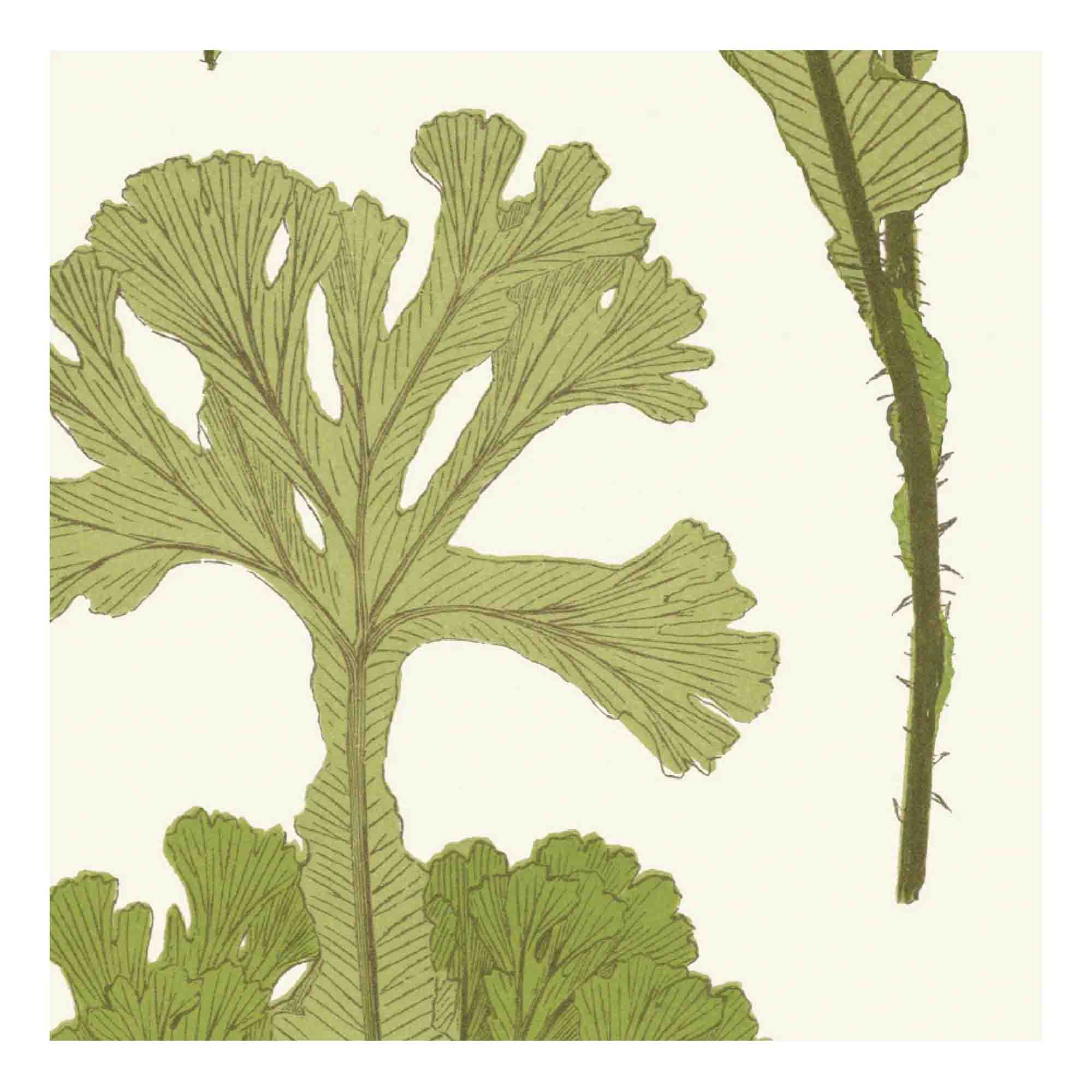 Sea Cabbage Fabric - Khaki