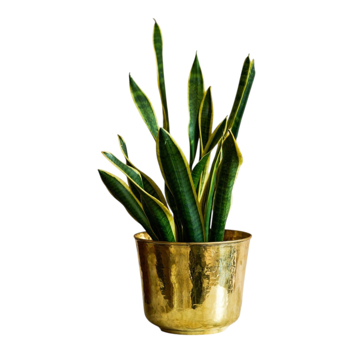 Golden Trumpet Brass Planter