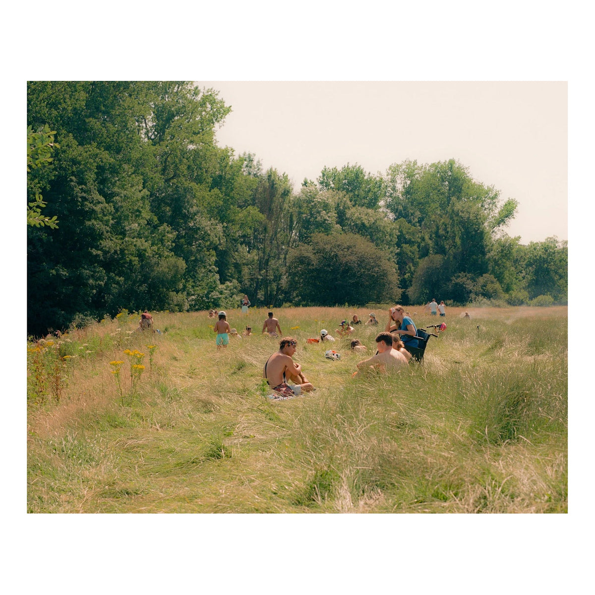 Heatwave Meadow - Limited Edition Print