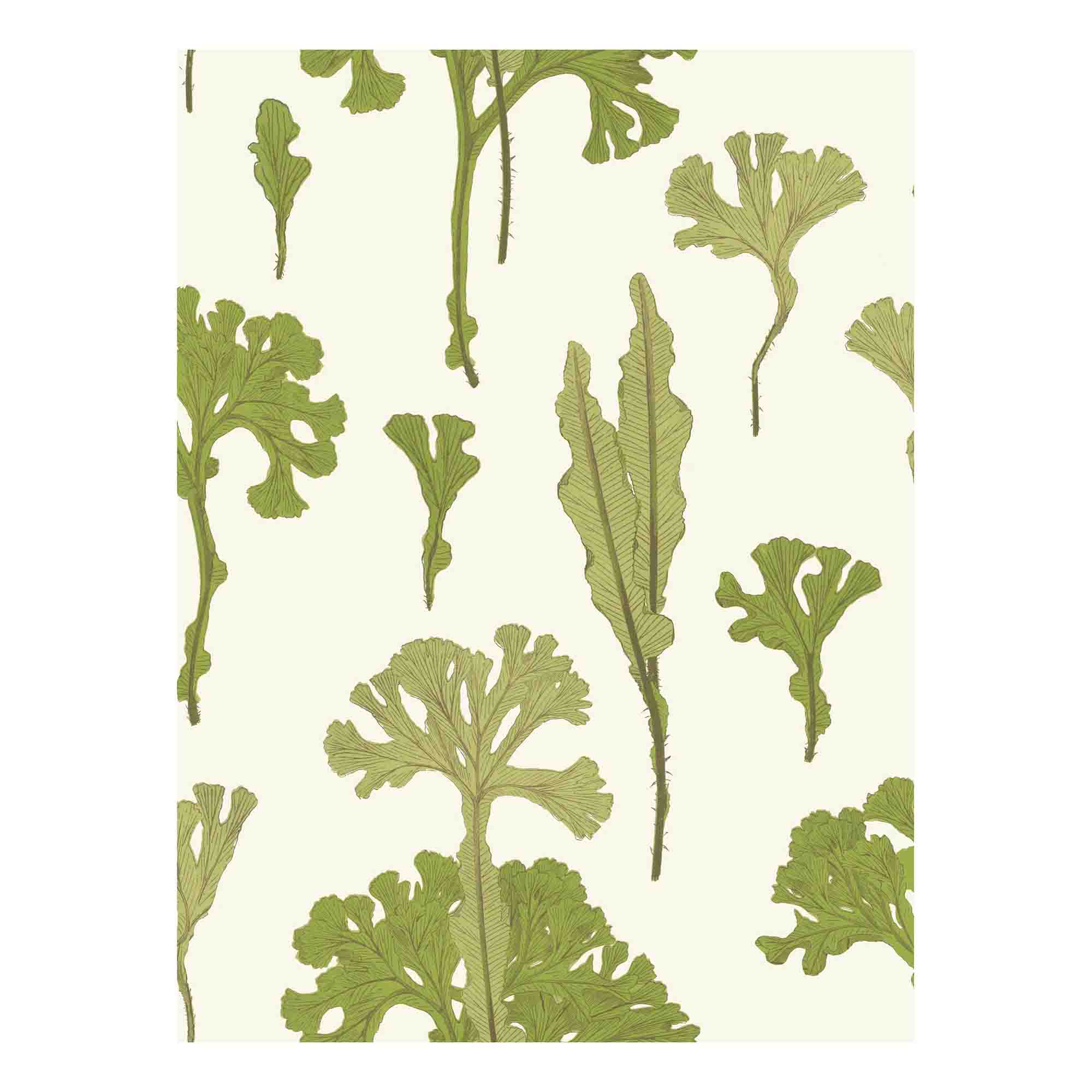 Sea Cabbage Wallpaper - KHAKI