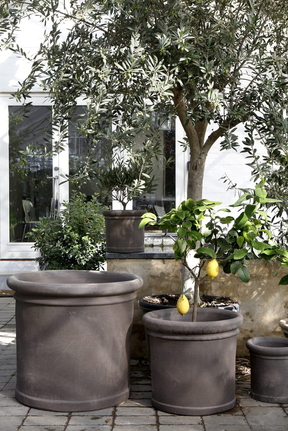 Cilantro Terracotta Pots