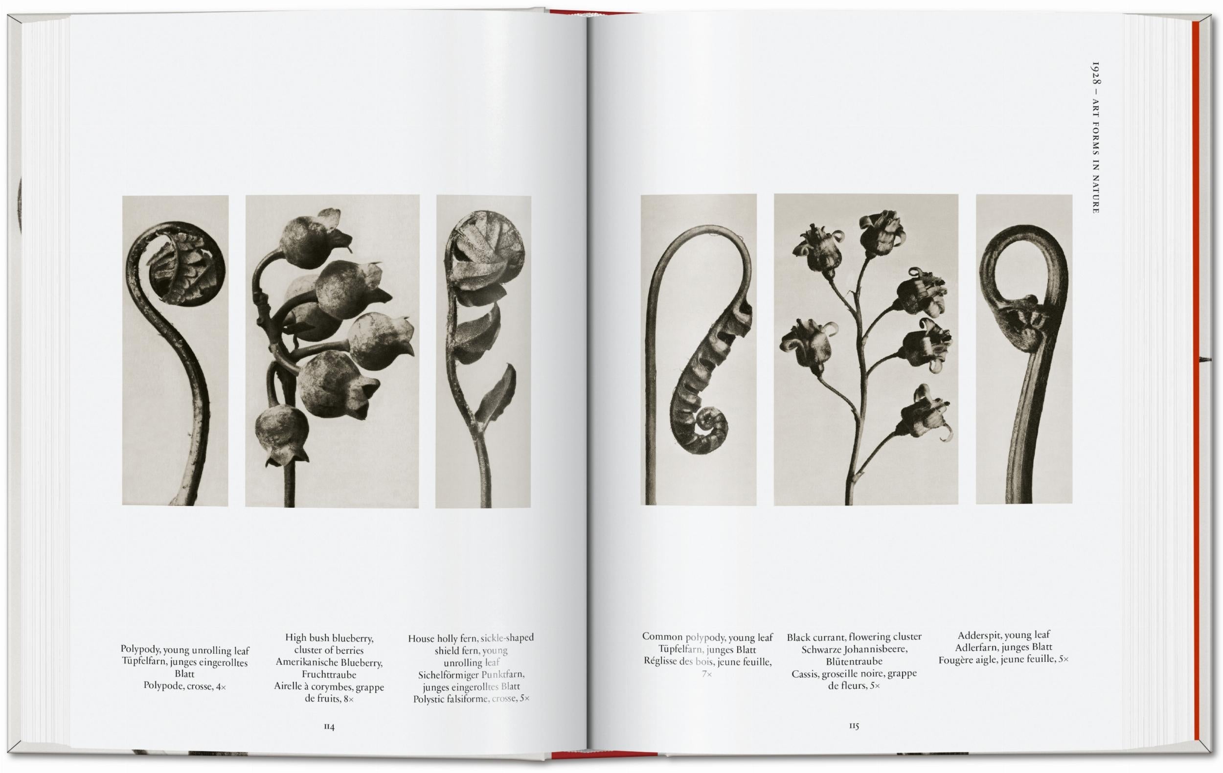 Karl Blossfeldt. The Complete Published Work. 45th Ed. (German, French, English)