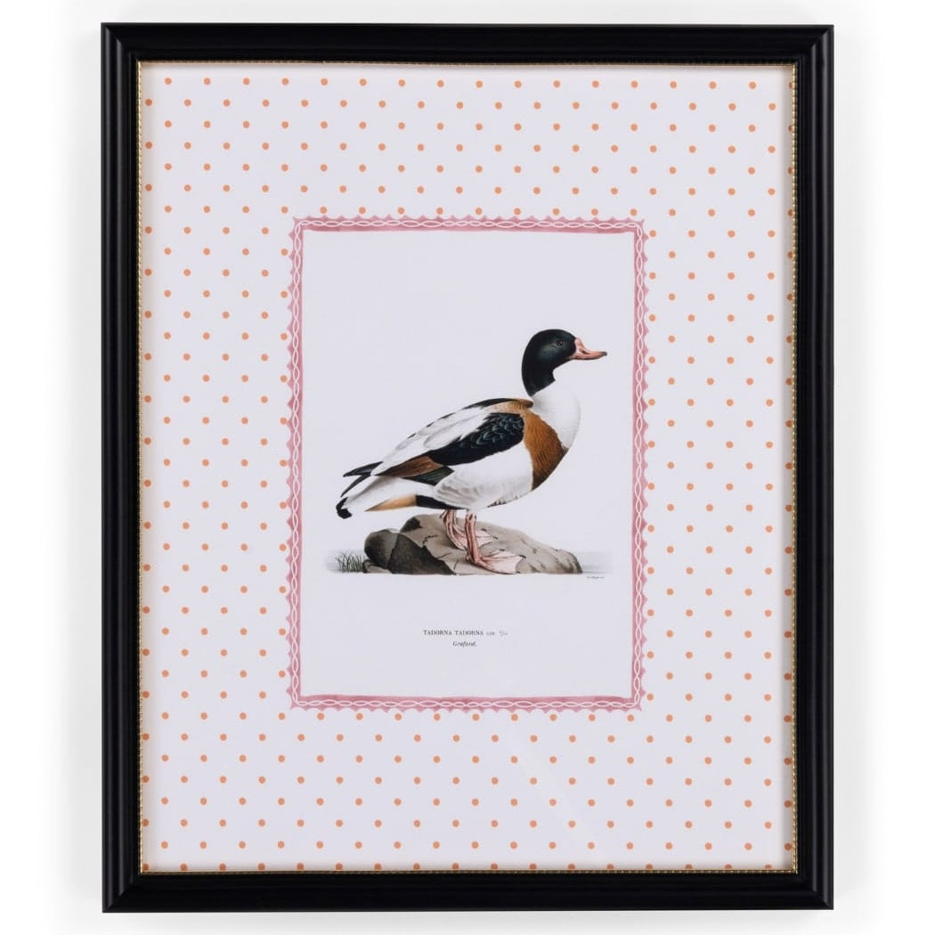 Duck IV Framed Print