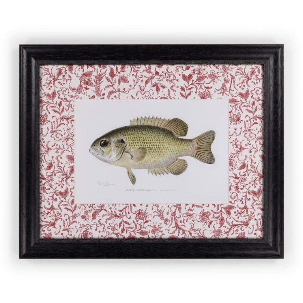 Fish IV Framed Print British, and Just a Bit Brilliant