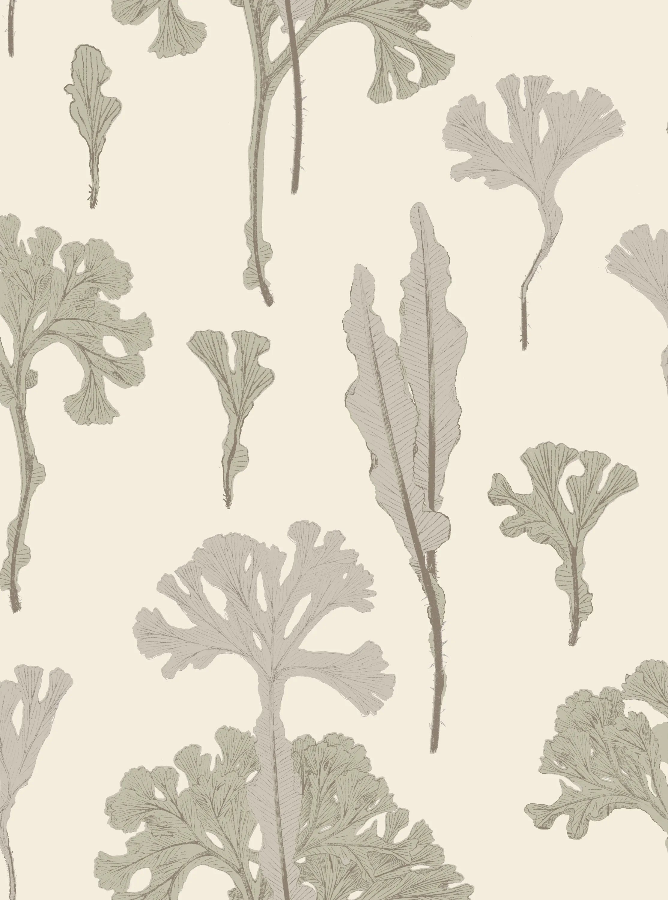 Sea Cabbage Wallpaper - ANTIQUE WHITE