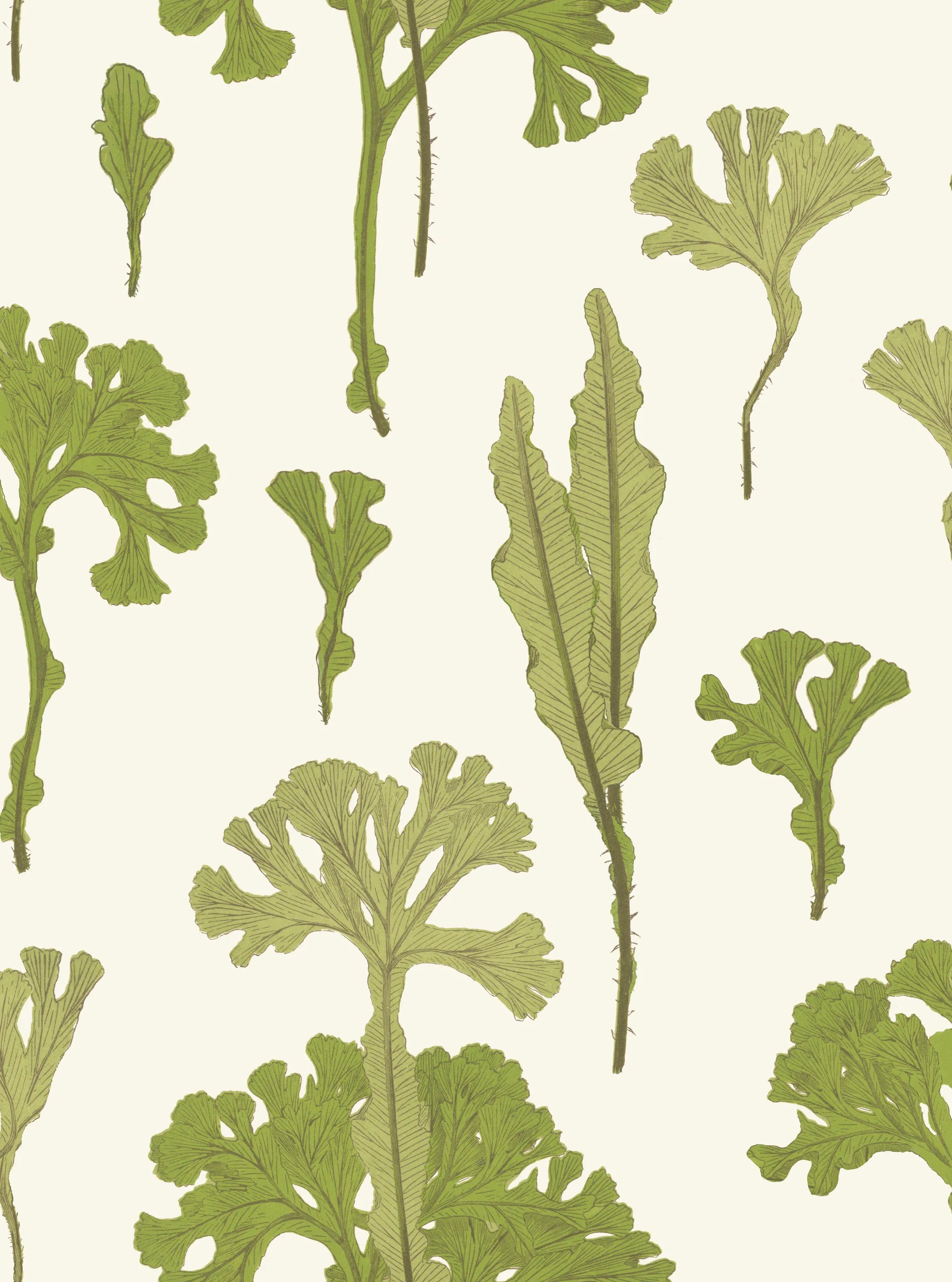 Sea Cabbage Wallpaper - KHAKI