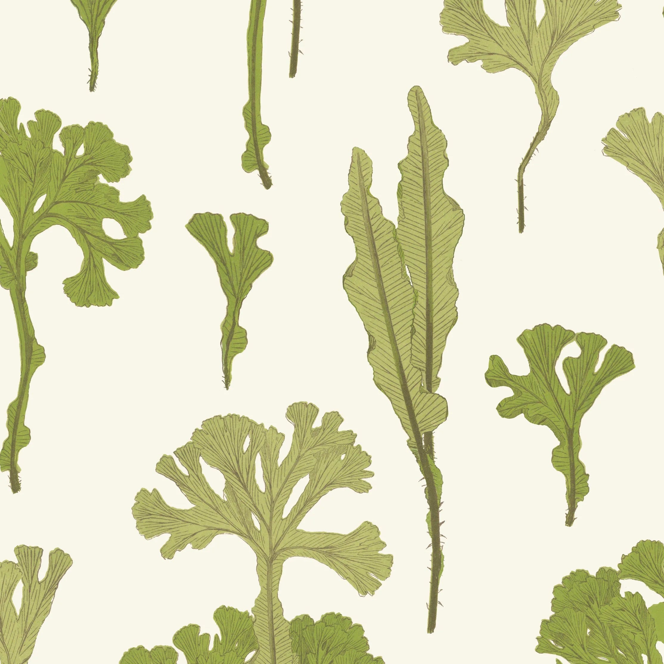 Sea Cabbage Wallpaper | Khaki
